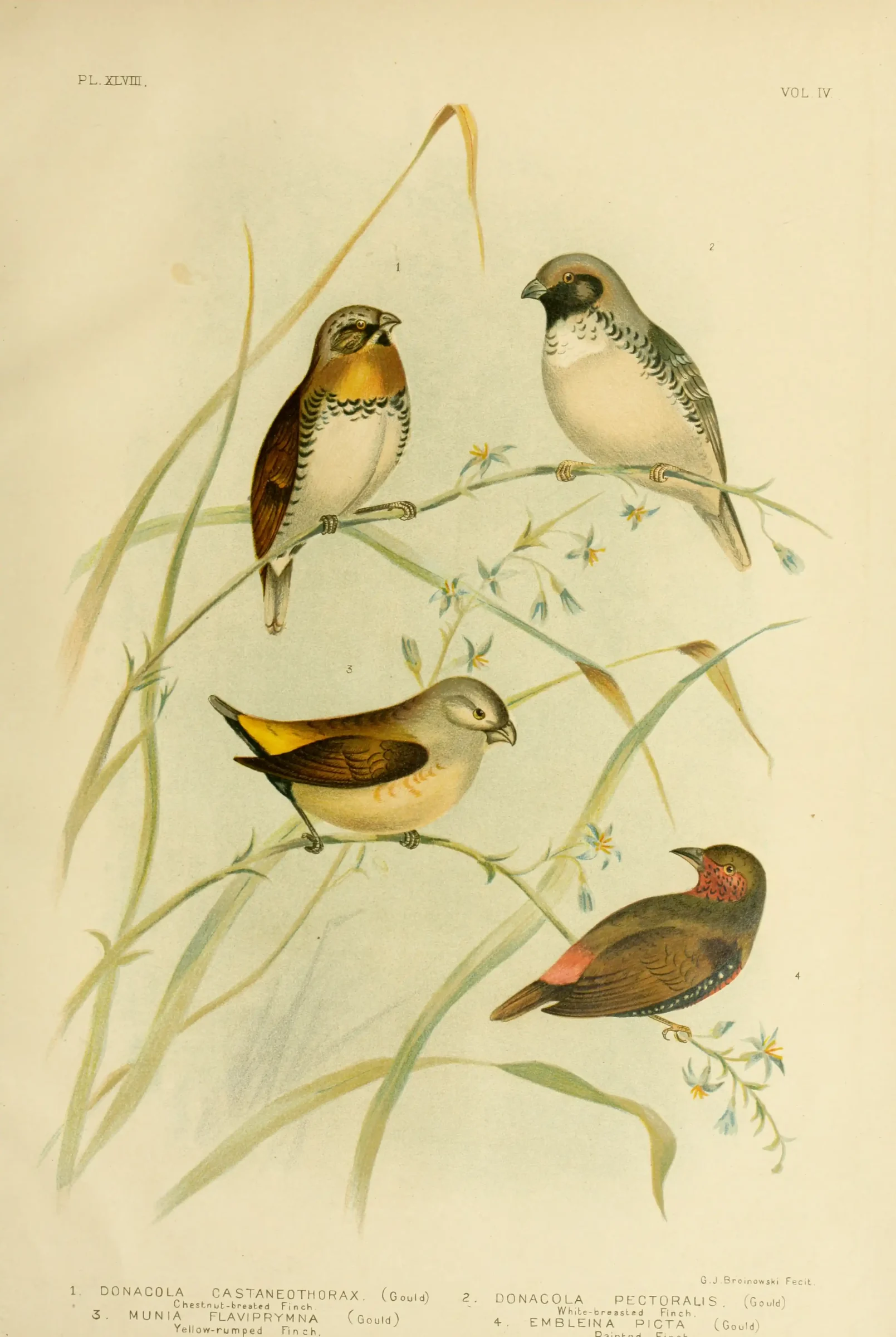 Historical bird plate: Chestnut-breasted Mannikin