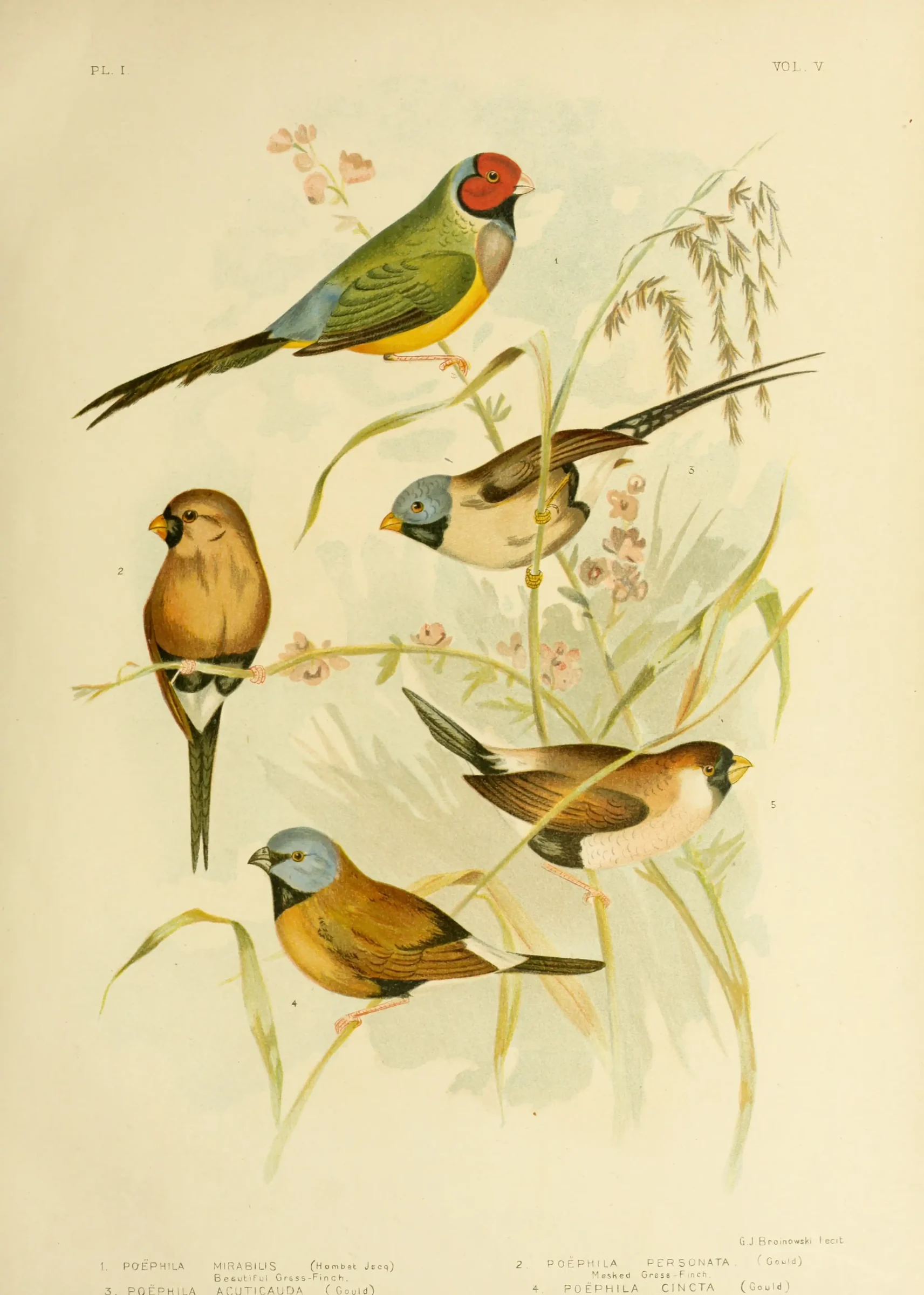 Historical bird plate: Black-throated Finch