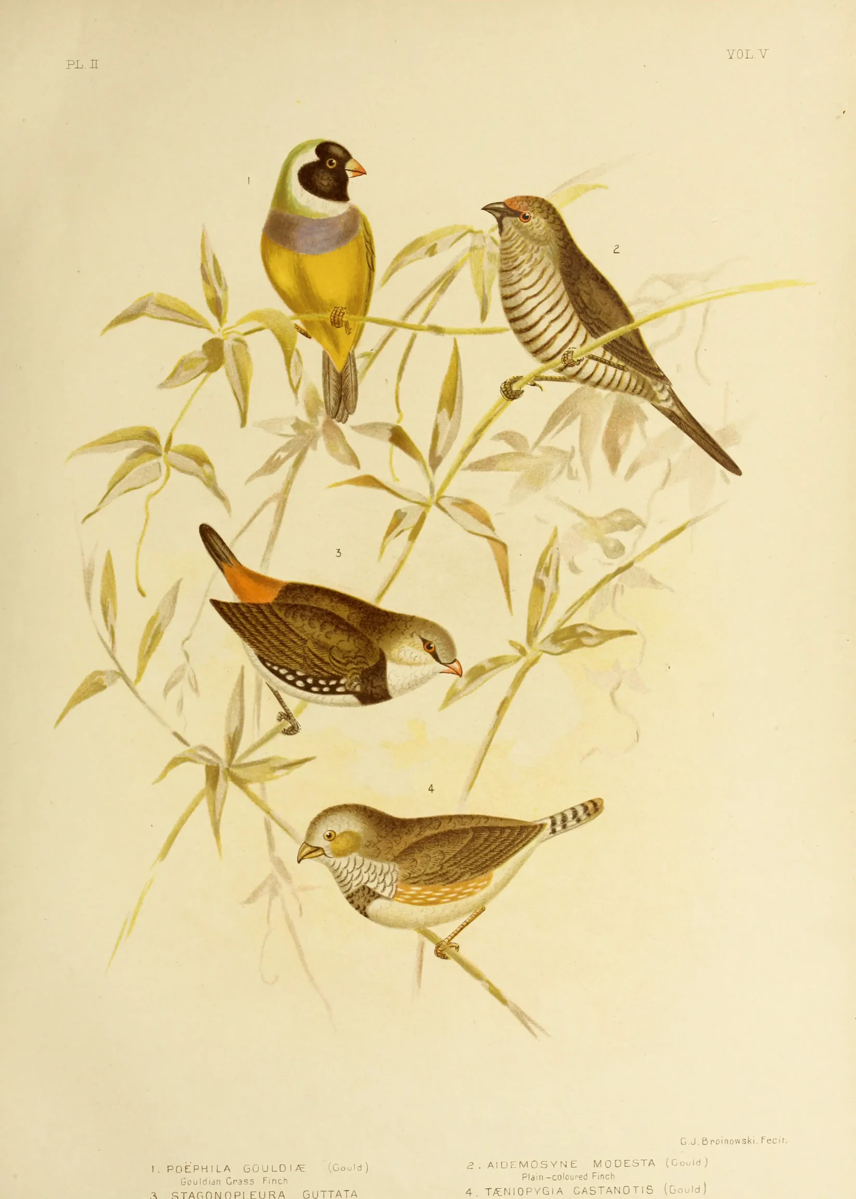 Historical bird plate: Diamond Firetail