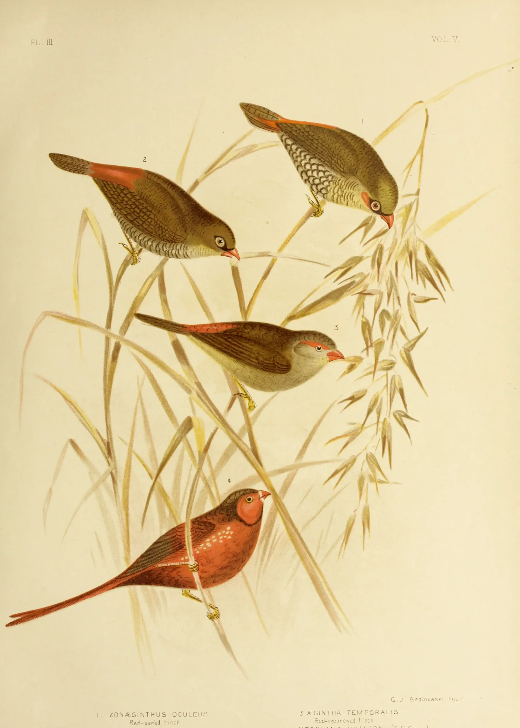 Historical bird plate: Beautiful Firetail