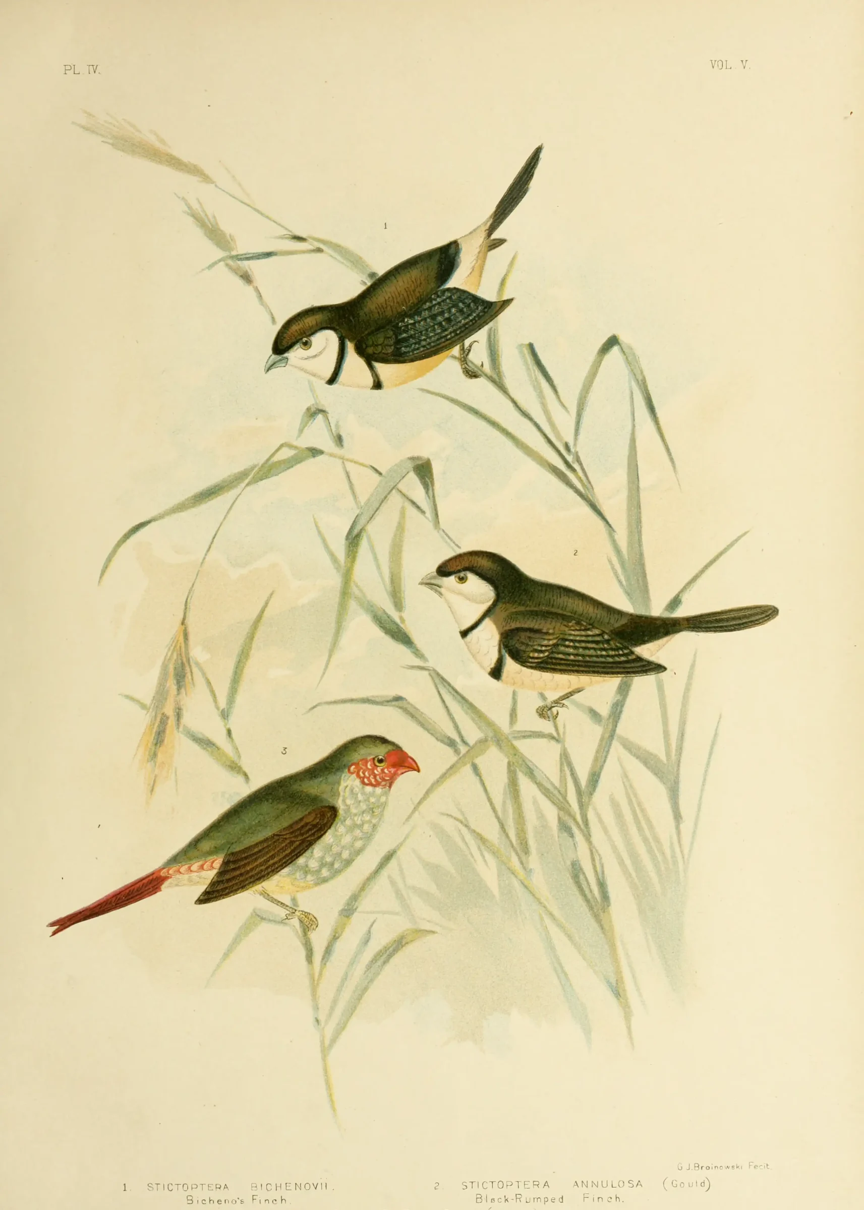 Historical bird plate: Double-barred Finch