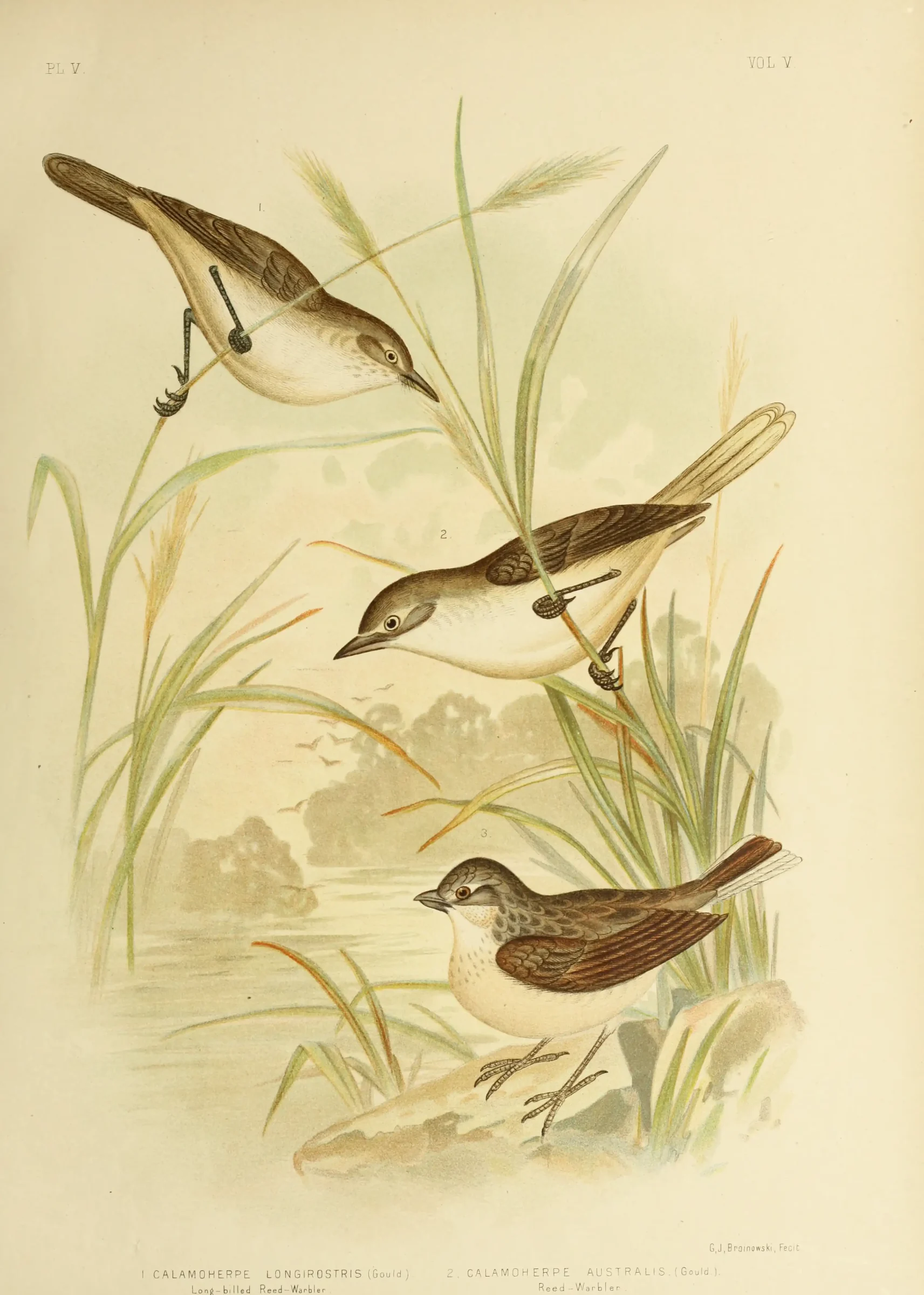 Historical bird plate: Australian Reed Warbler