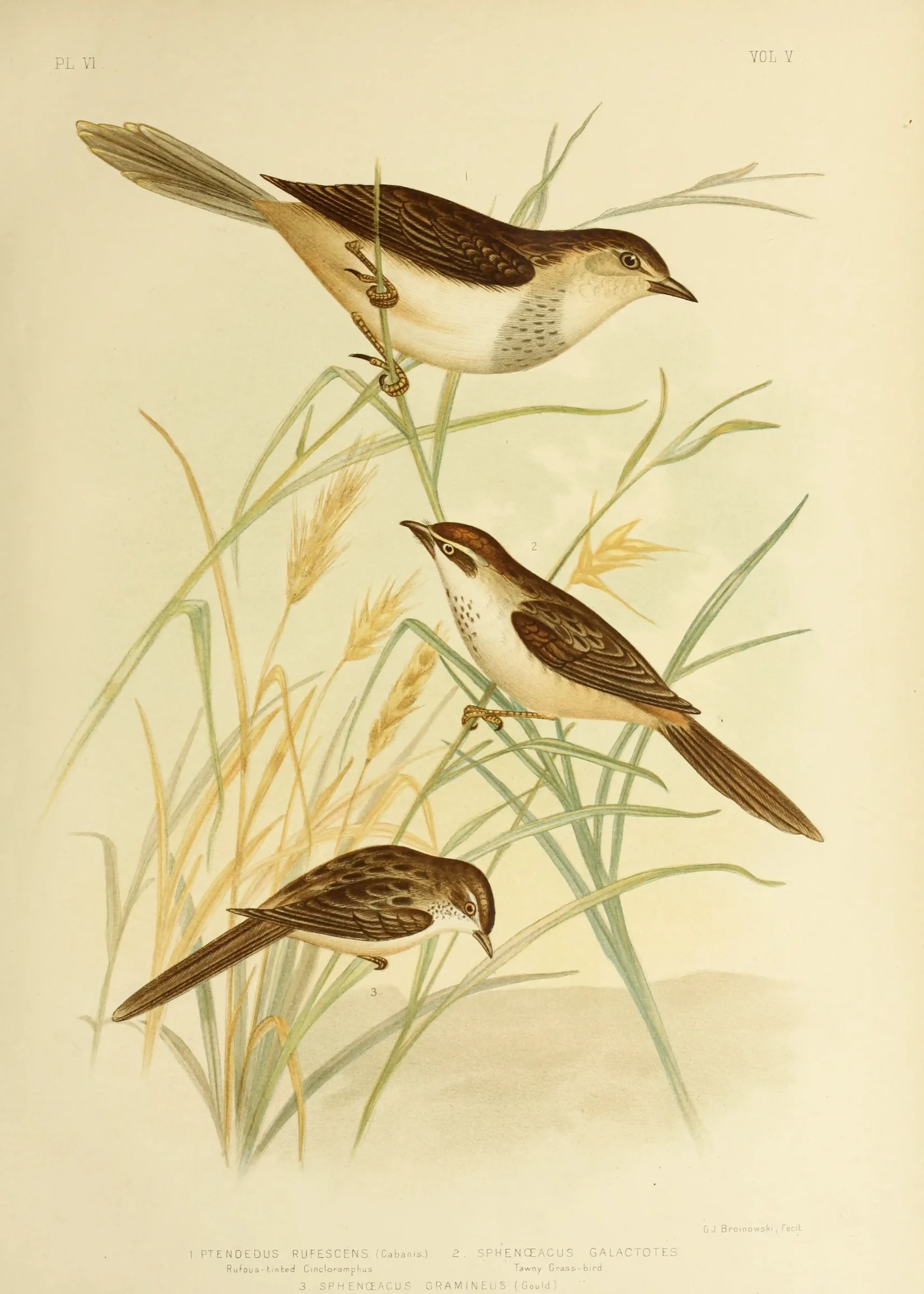 Historical bird plate: Little Grassbird