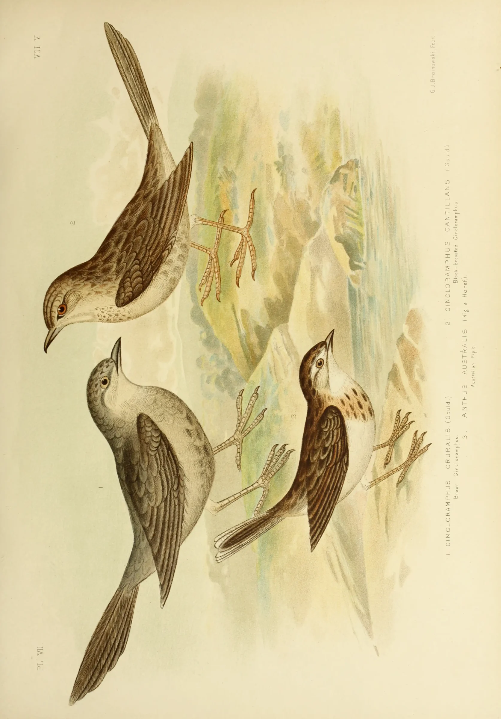 Historical bird plate: Australian Pipit