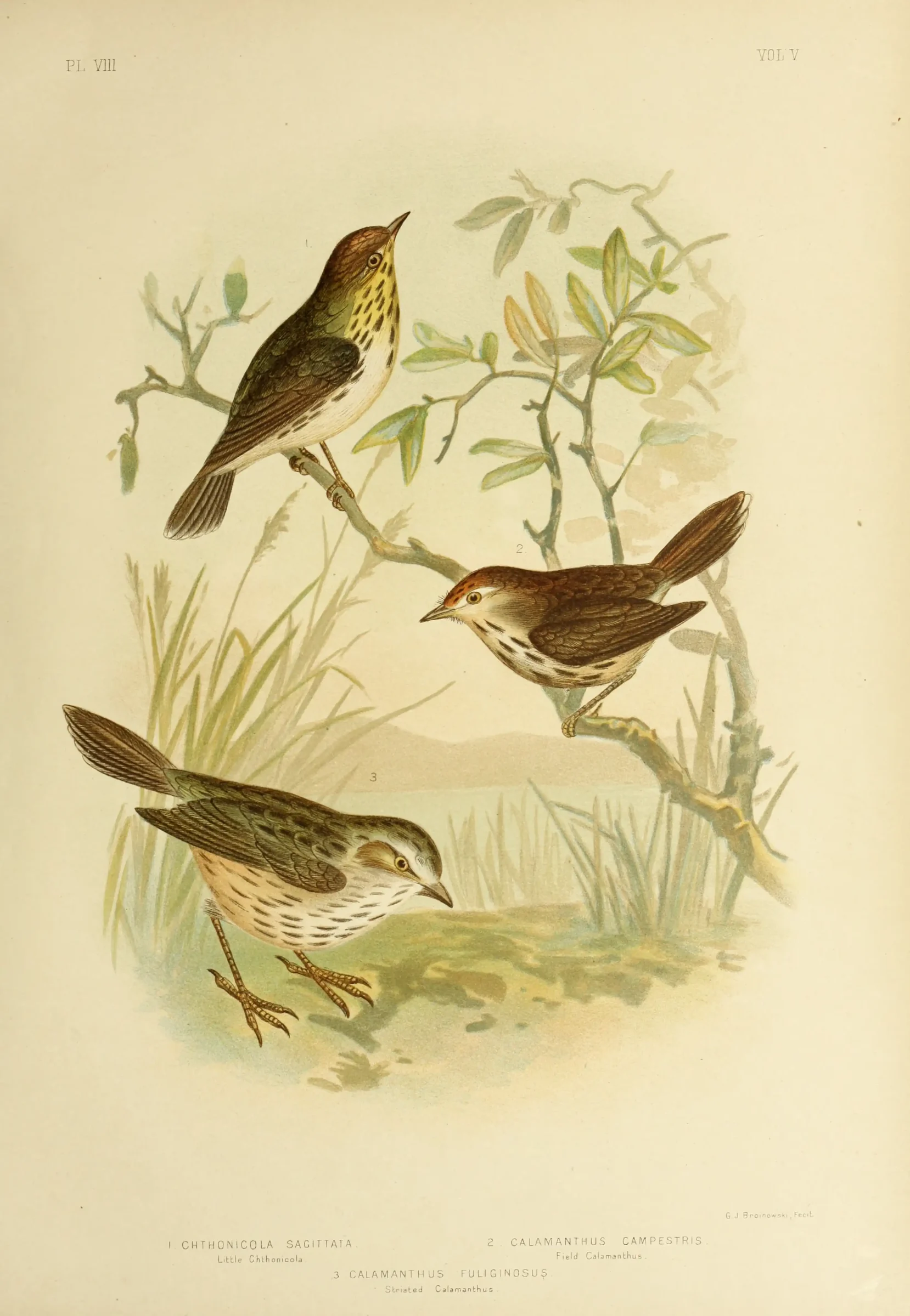 Historical bird plate: Rufous Fieldwren