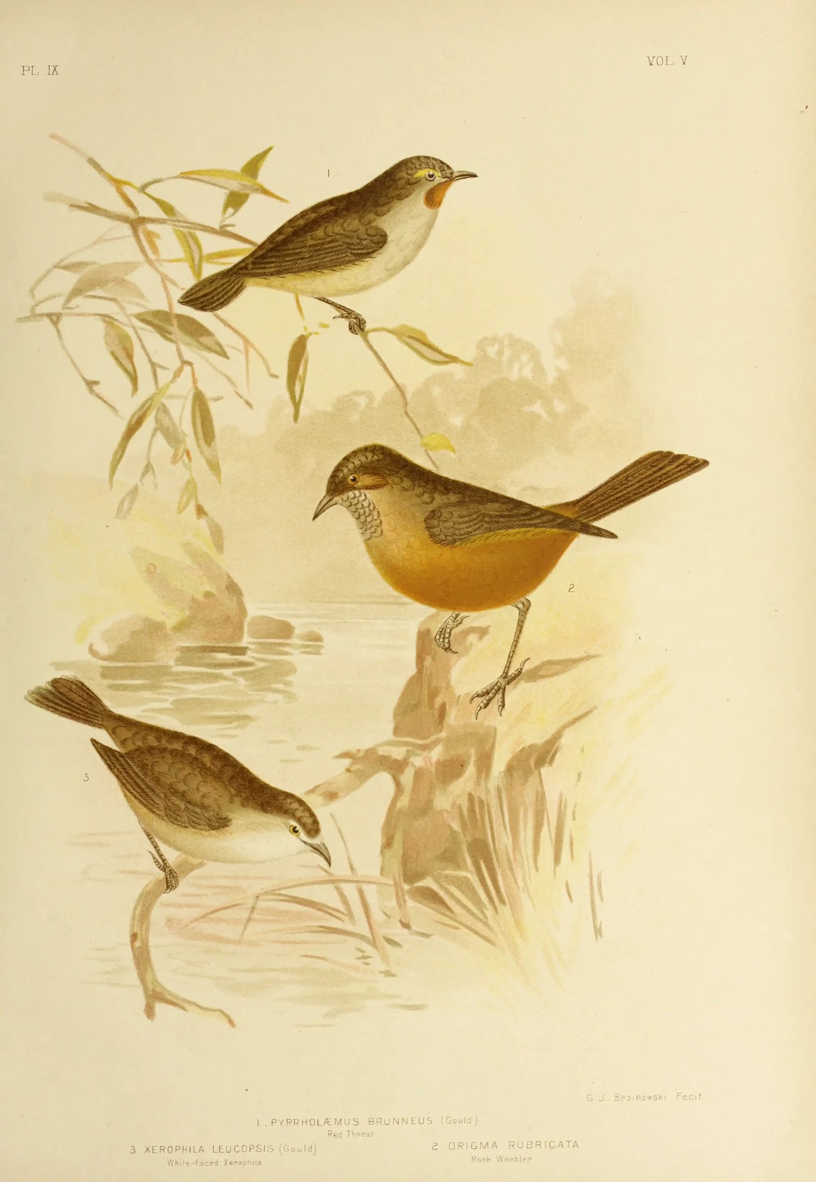 Historical bird plate: Redthroat