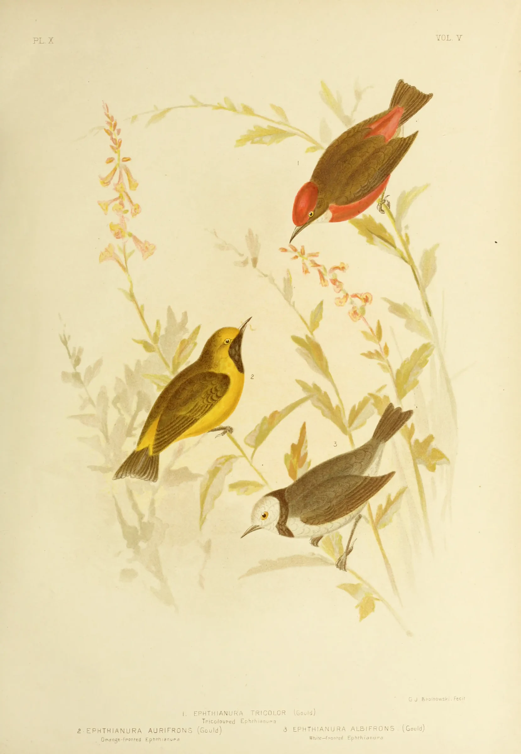Historical bird plate: Crimson Chat