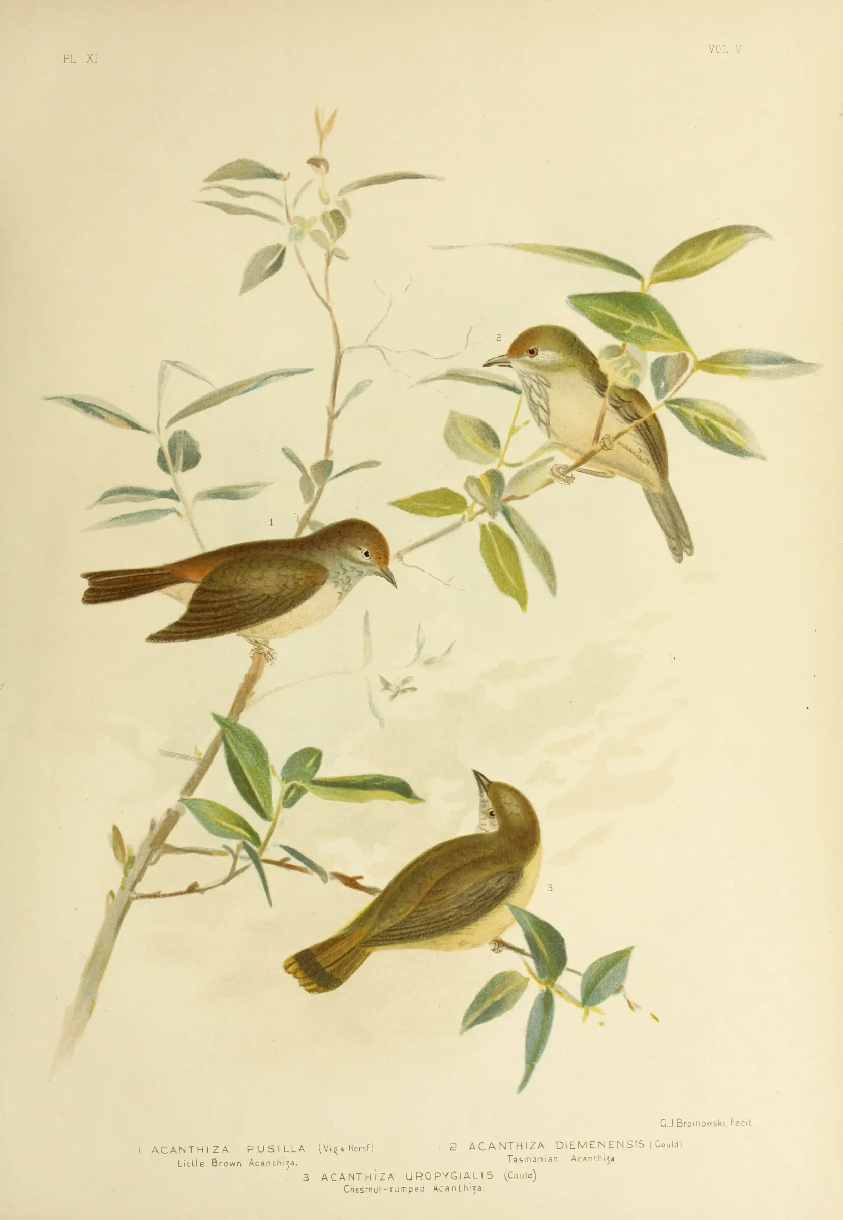 Historical bird plate: Brown Thornbill