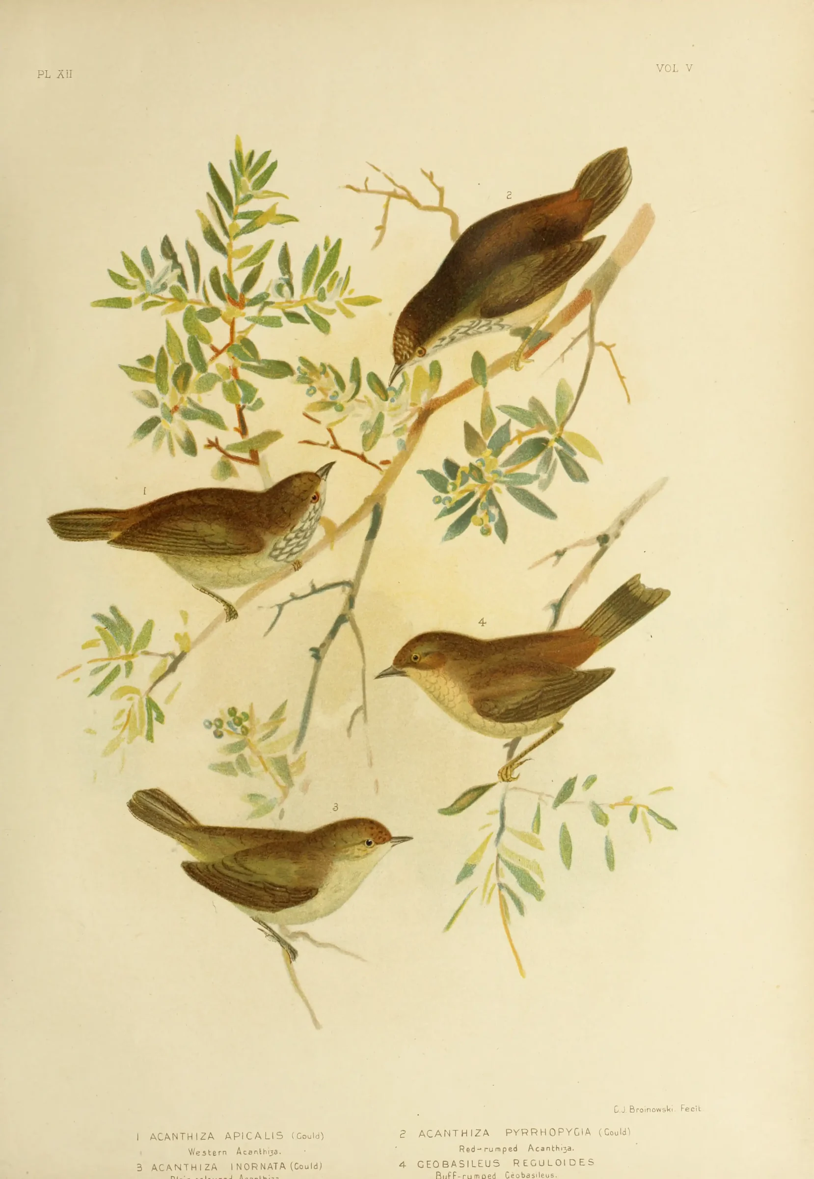 Historical bird plate: Buff-rumped Thornbill