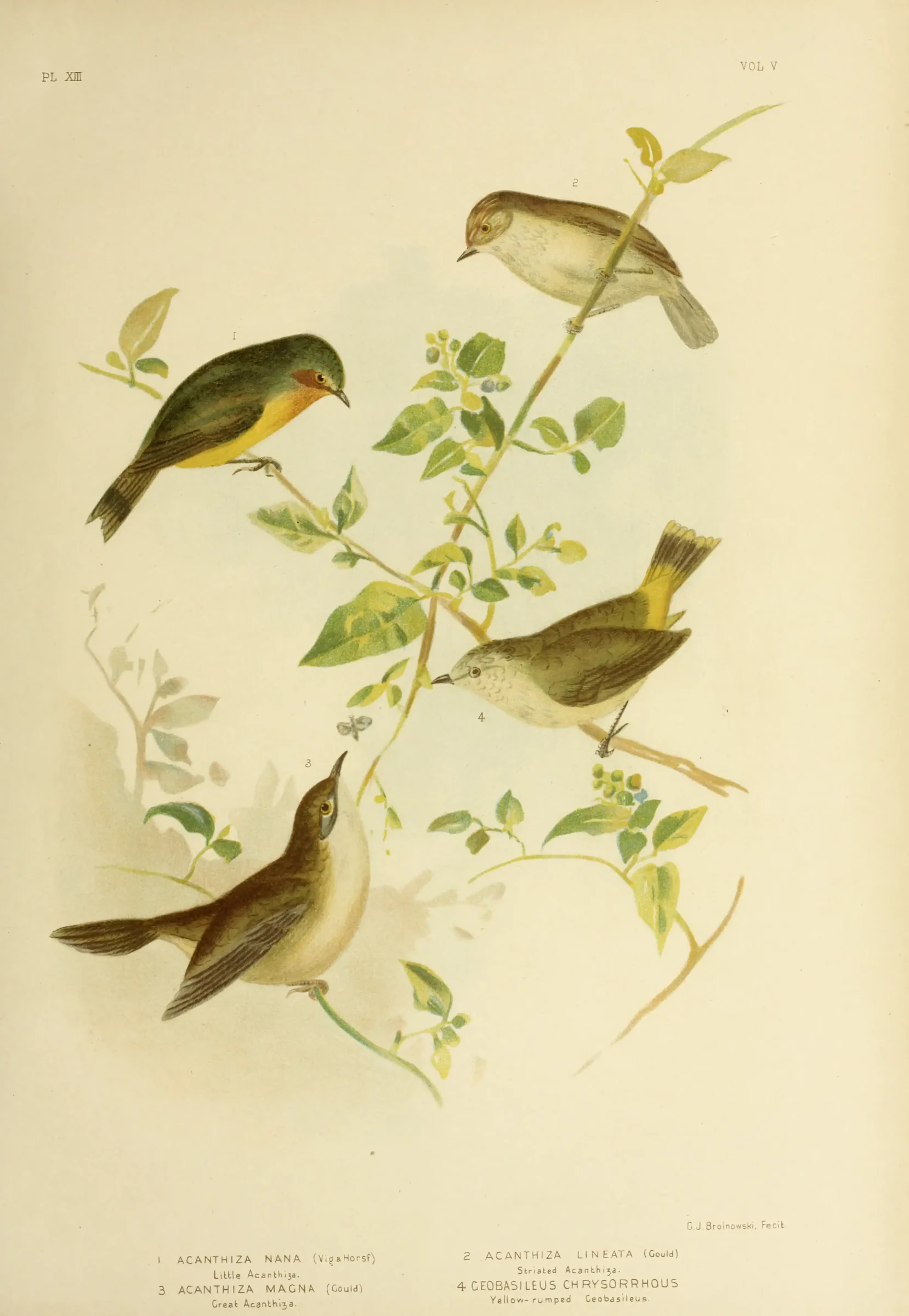 Historical bird plate: Scrubtit