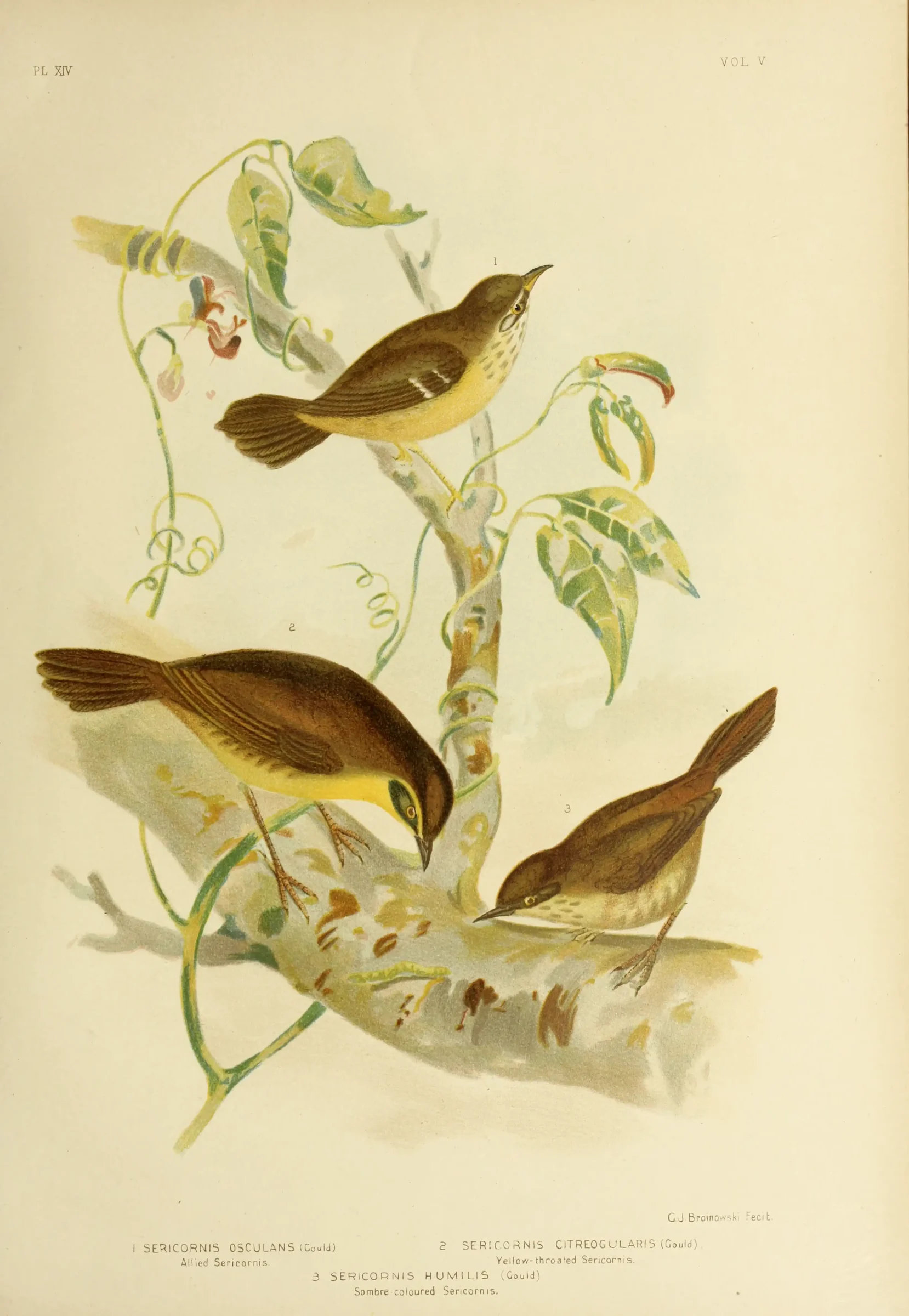 Historical bird plate: Tasmanian Scrubwren