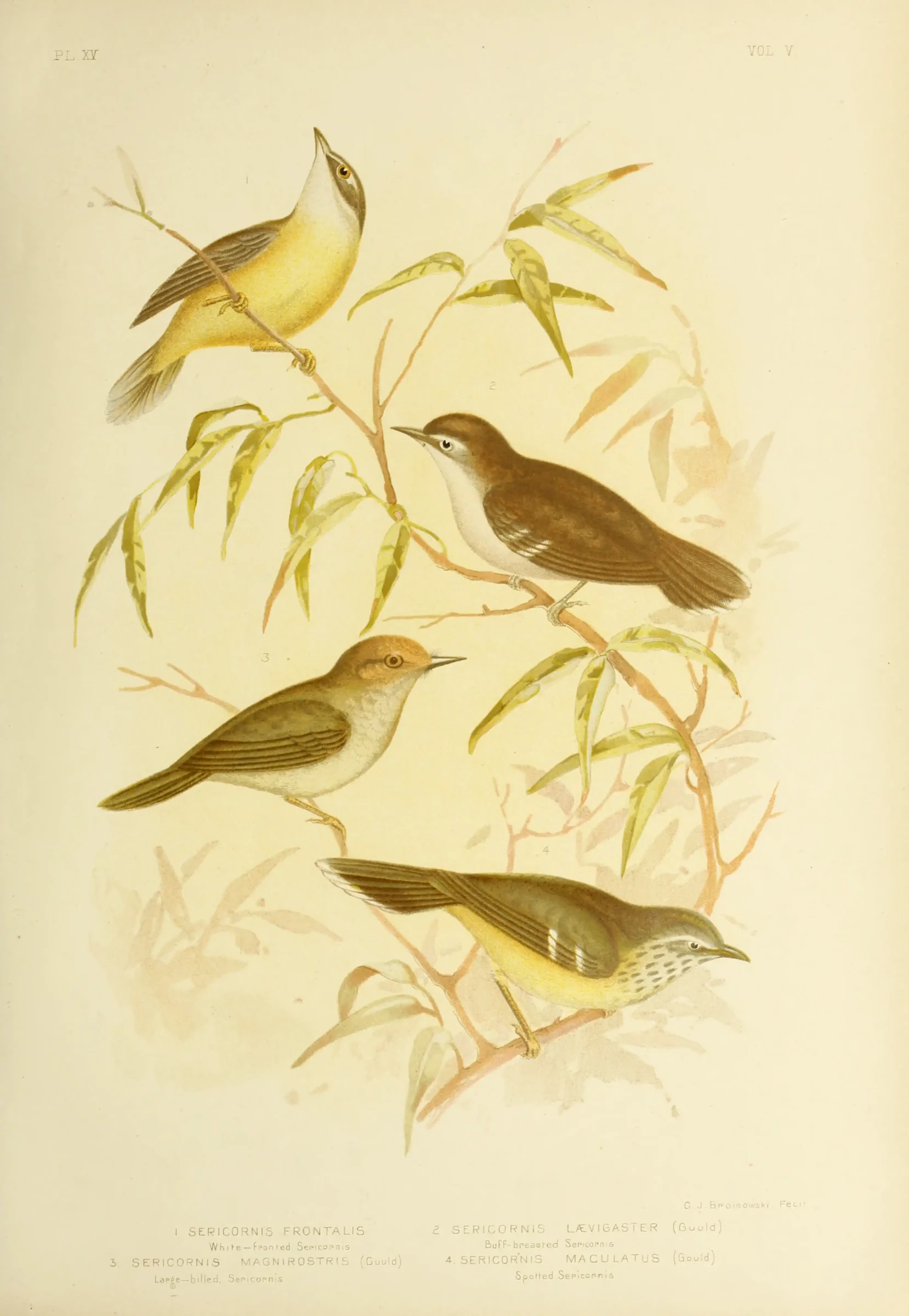 Historical bird plate: Large-billed Scrubwren