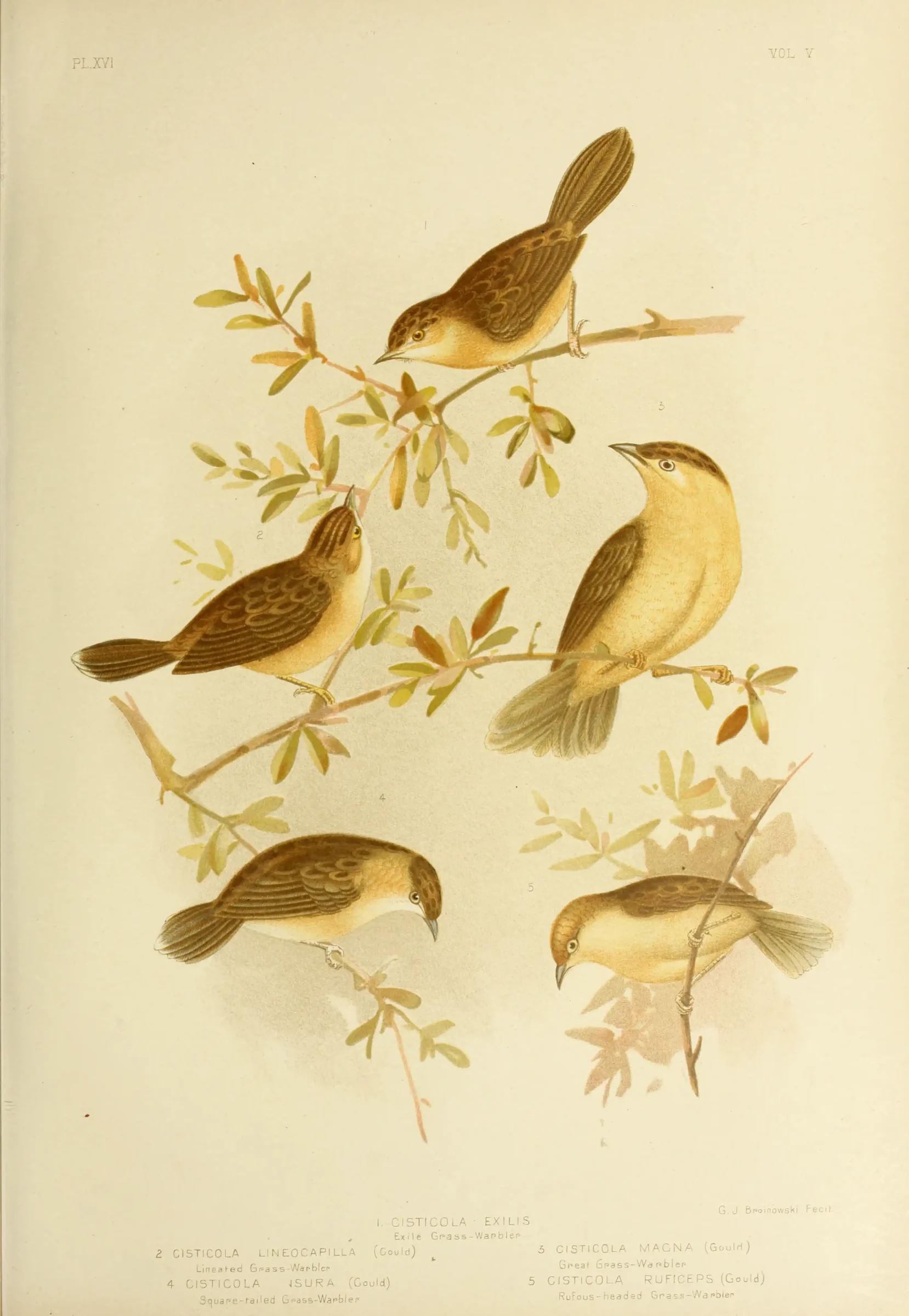 Historical bird plate: Golden-headed Cisticola