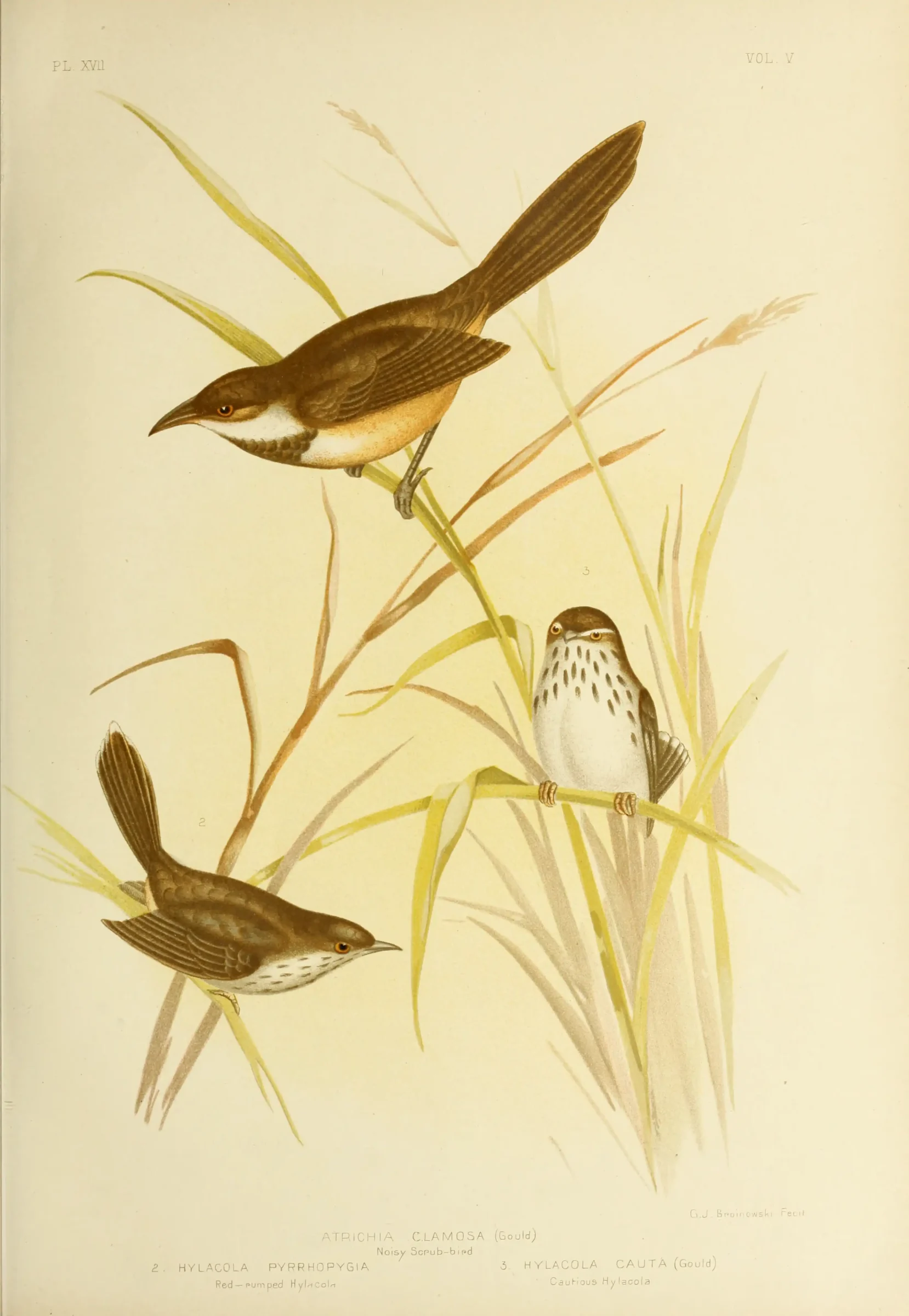 Historical bird plate: Chestnut-rumped Heathwren