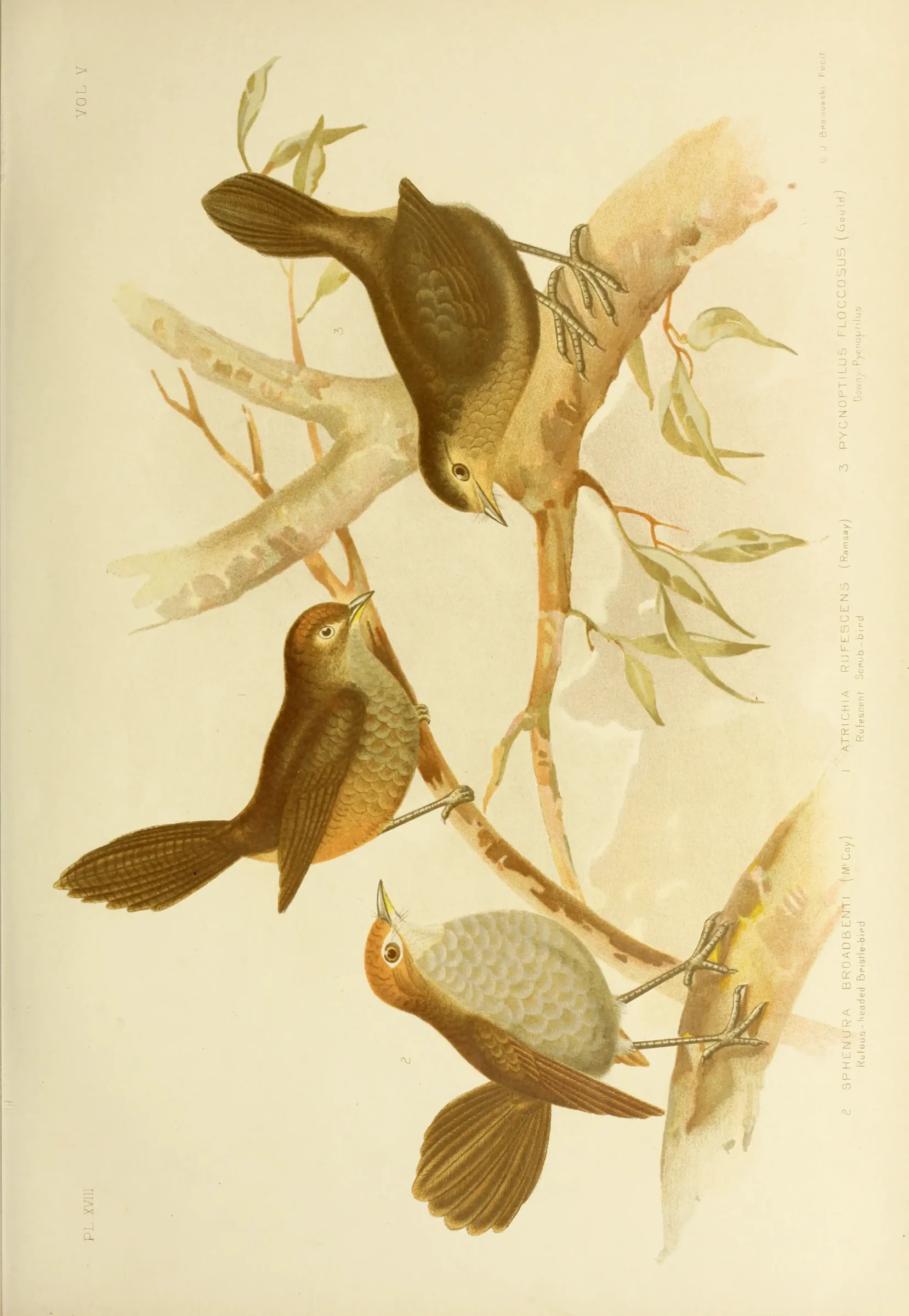 Historical bird plate: Eastern Bristlebird