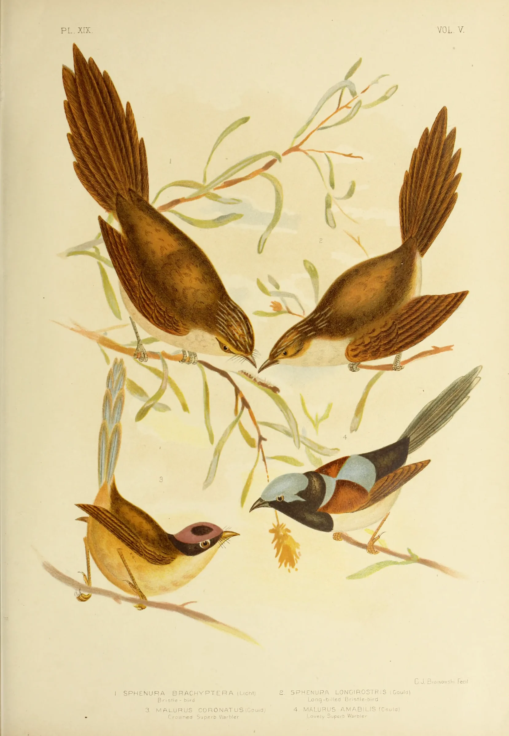 Historical bird plate: Eastern Bristlebird