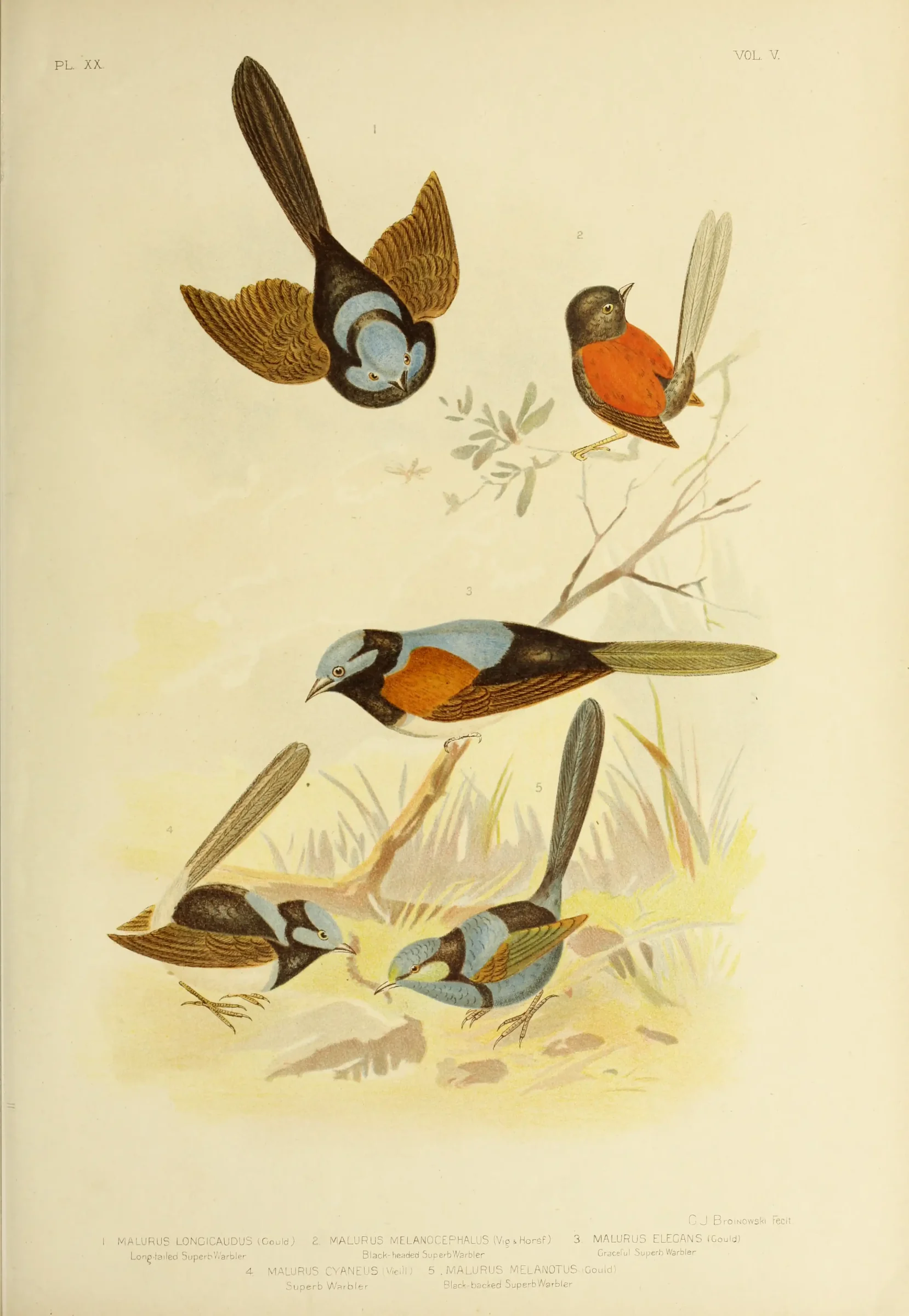 Historical bird plate: Red-backed Fairywren