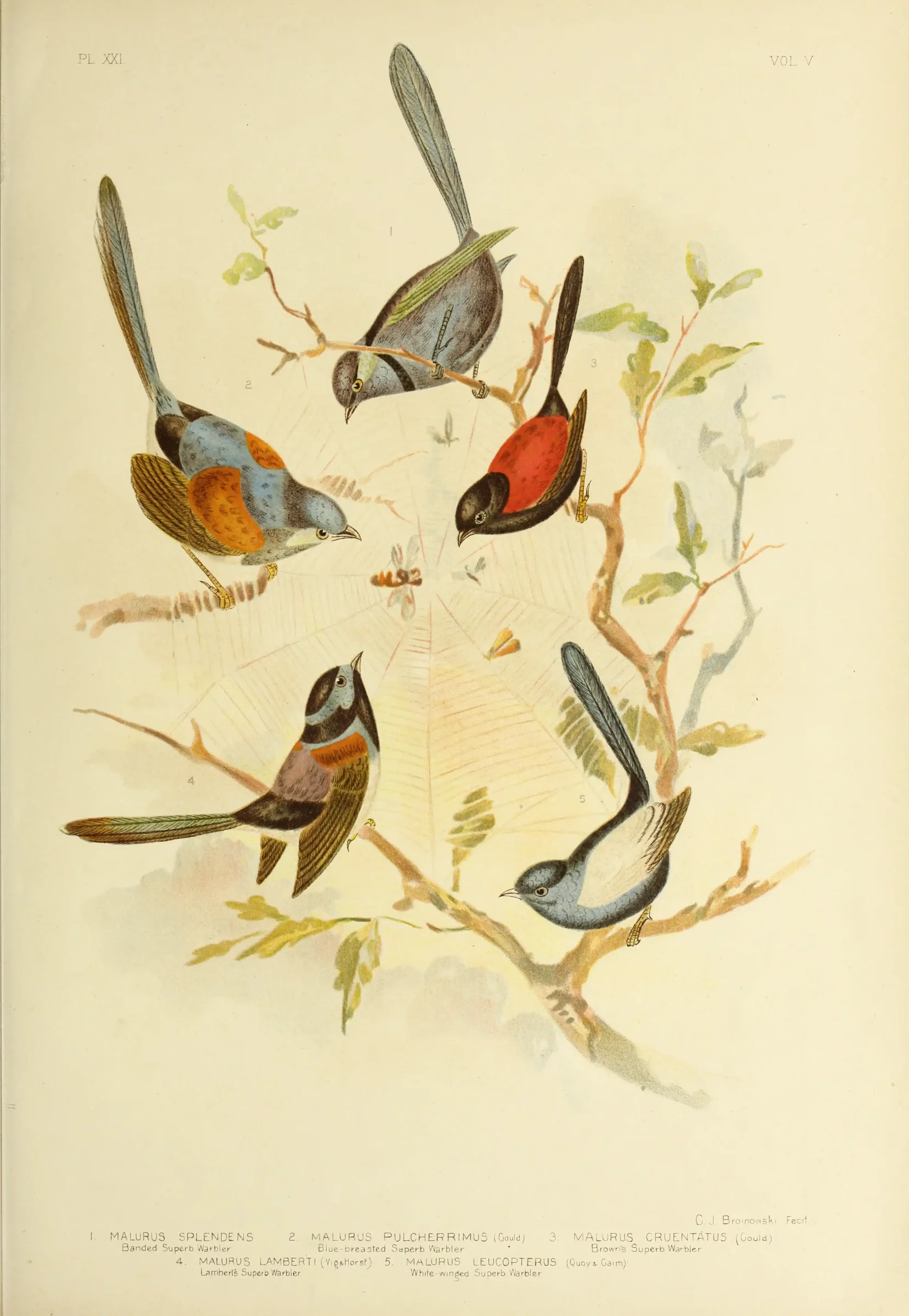 Historical bird plate: Blue-breasted Fairywren