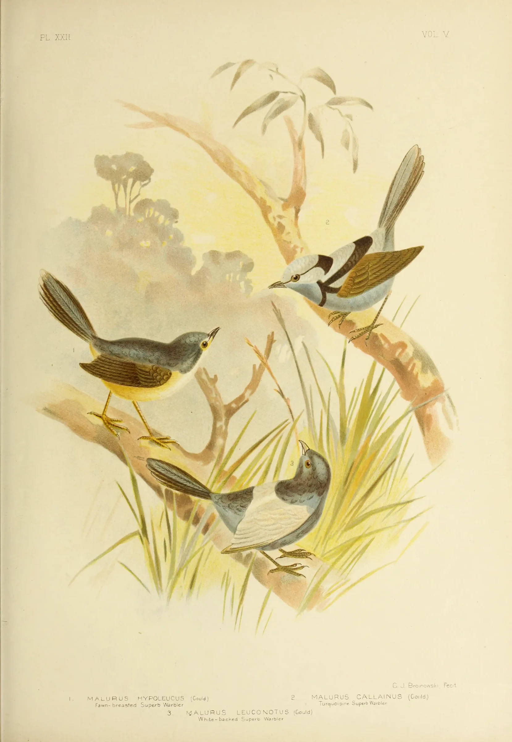 Historical bird plate: Splendid Fairy-wren
