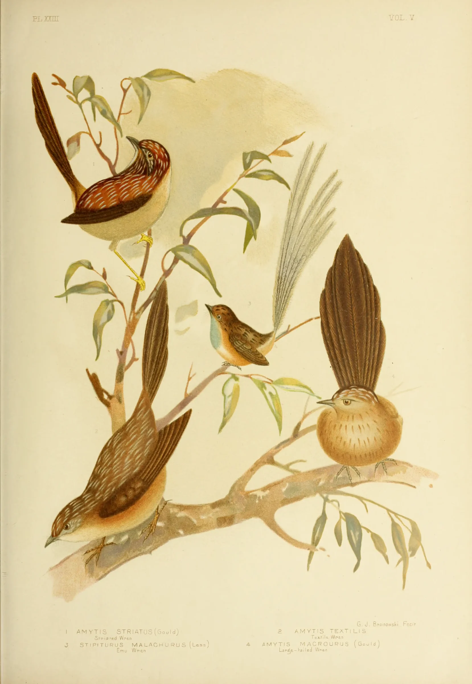 Historical bird plate: Southern Emu-wren