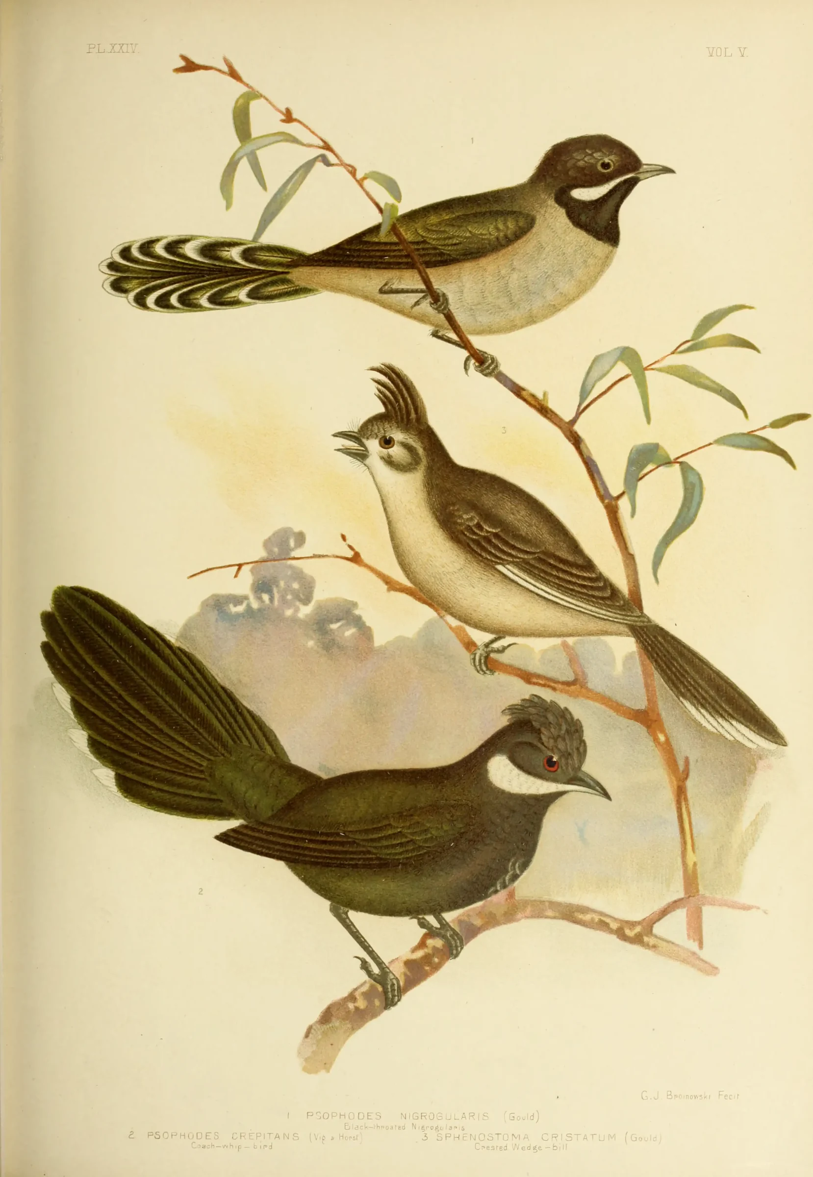 Historical bird plate: Chirruping Wedgebill