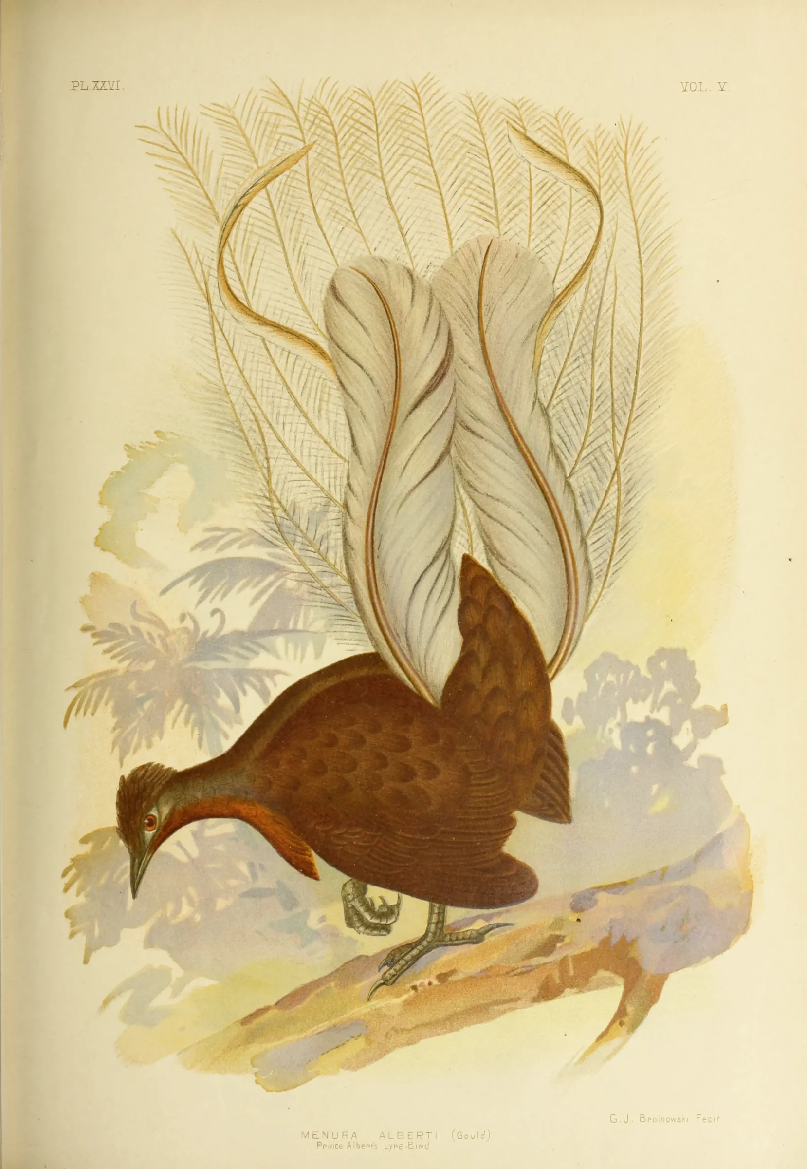 Historical bird plate: Albert's Lyrebird
