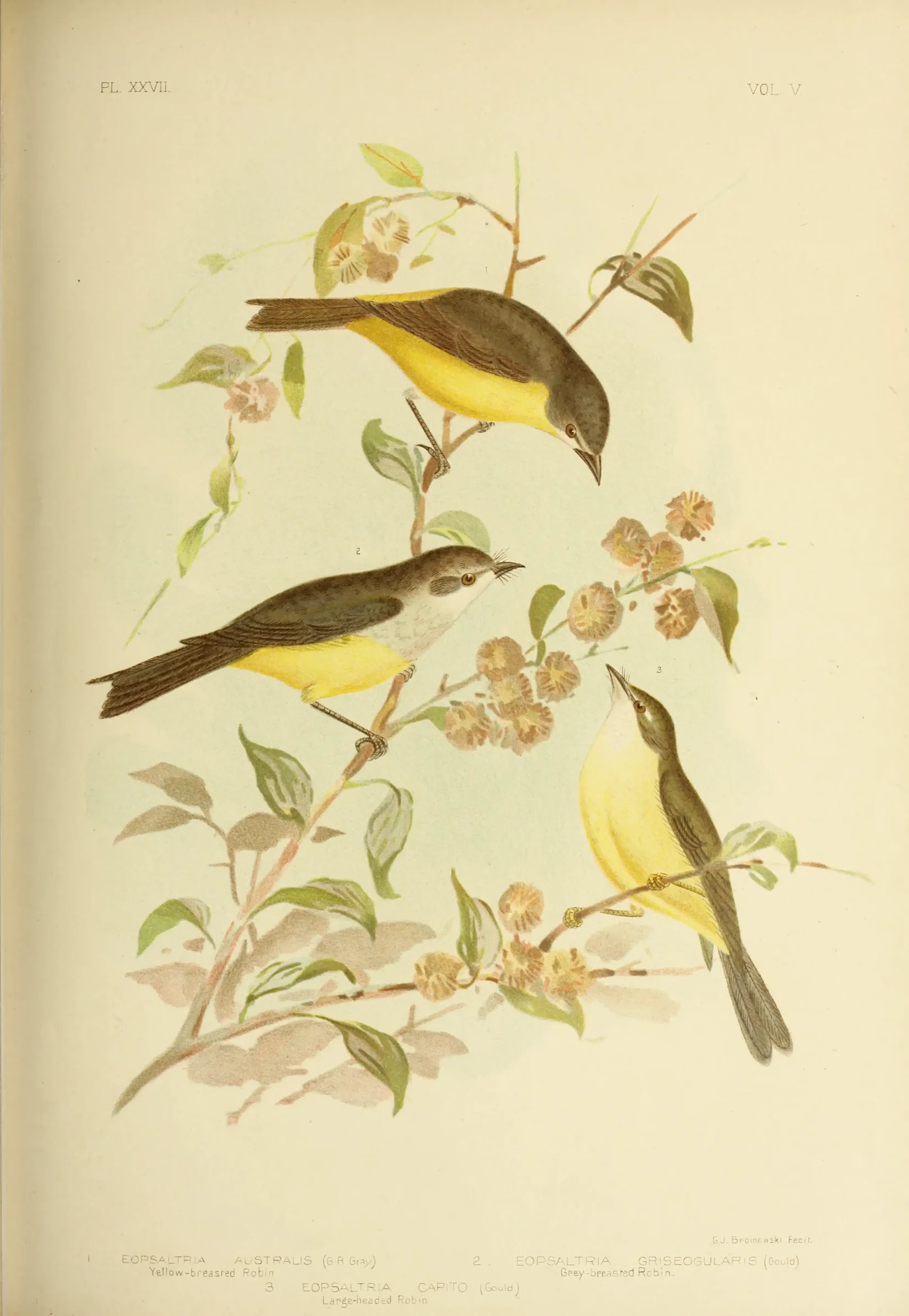Historical bird plate: Eastern Yellow Robin