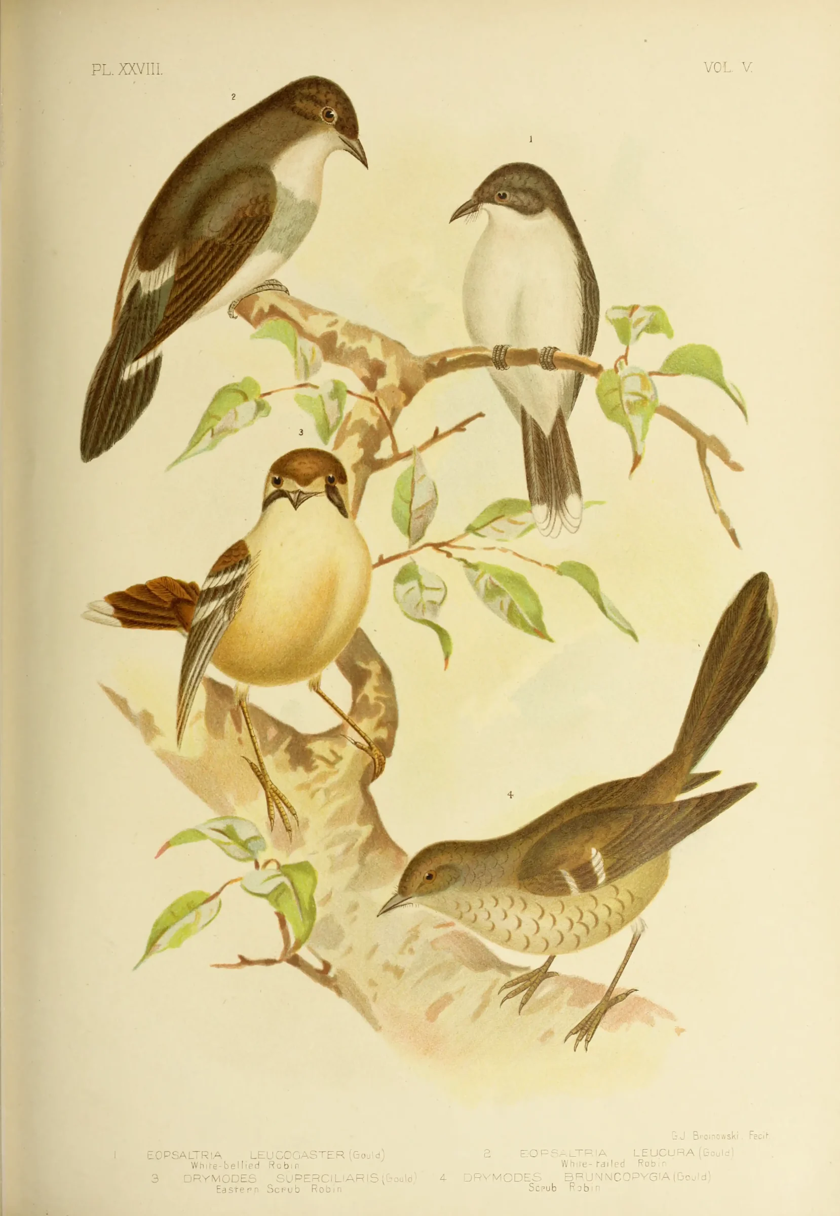 Historical bird plate: Northern Scrub Robin