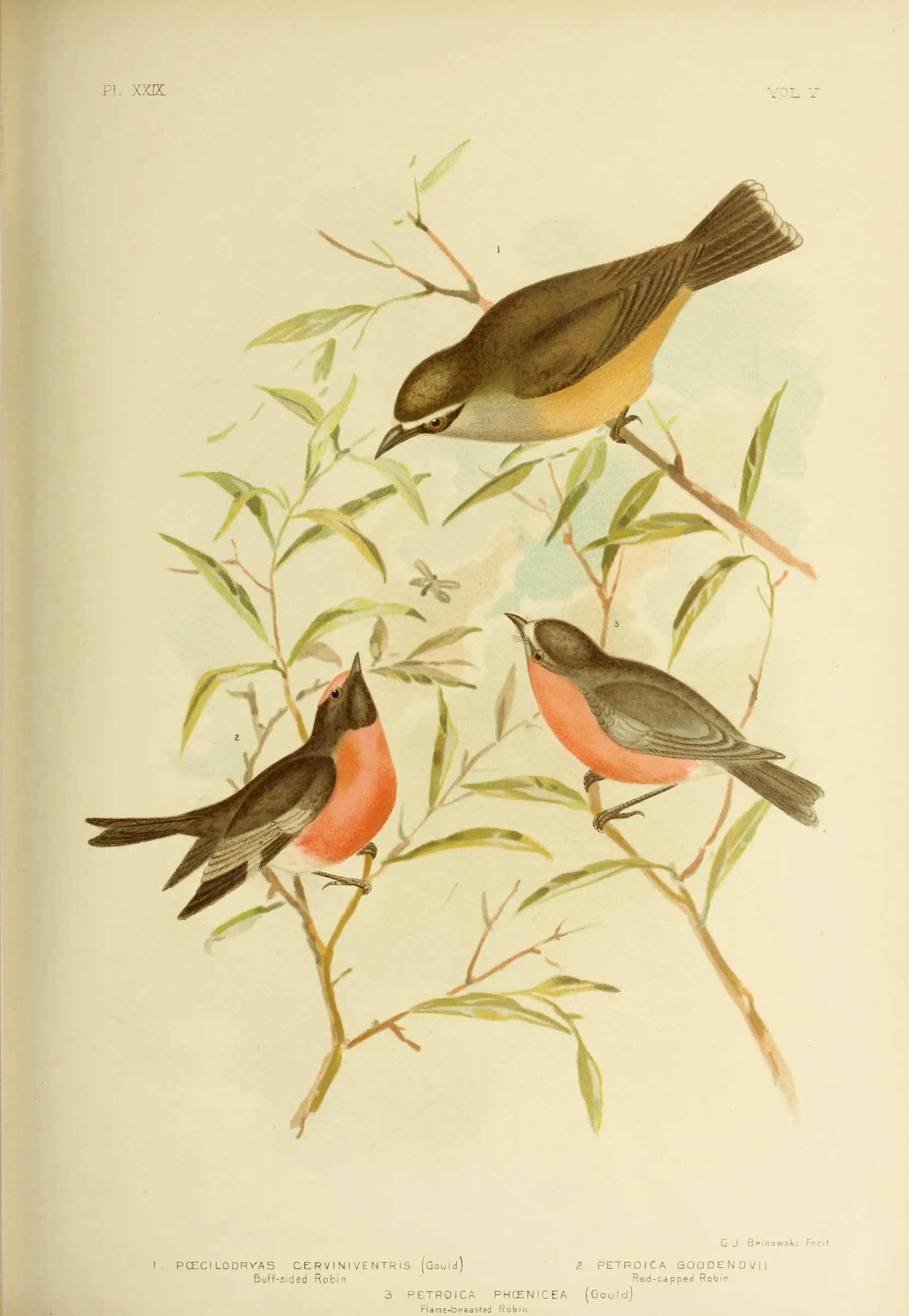 Historical bird plate: Buff-sided Robin