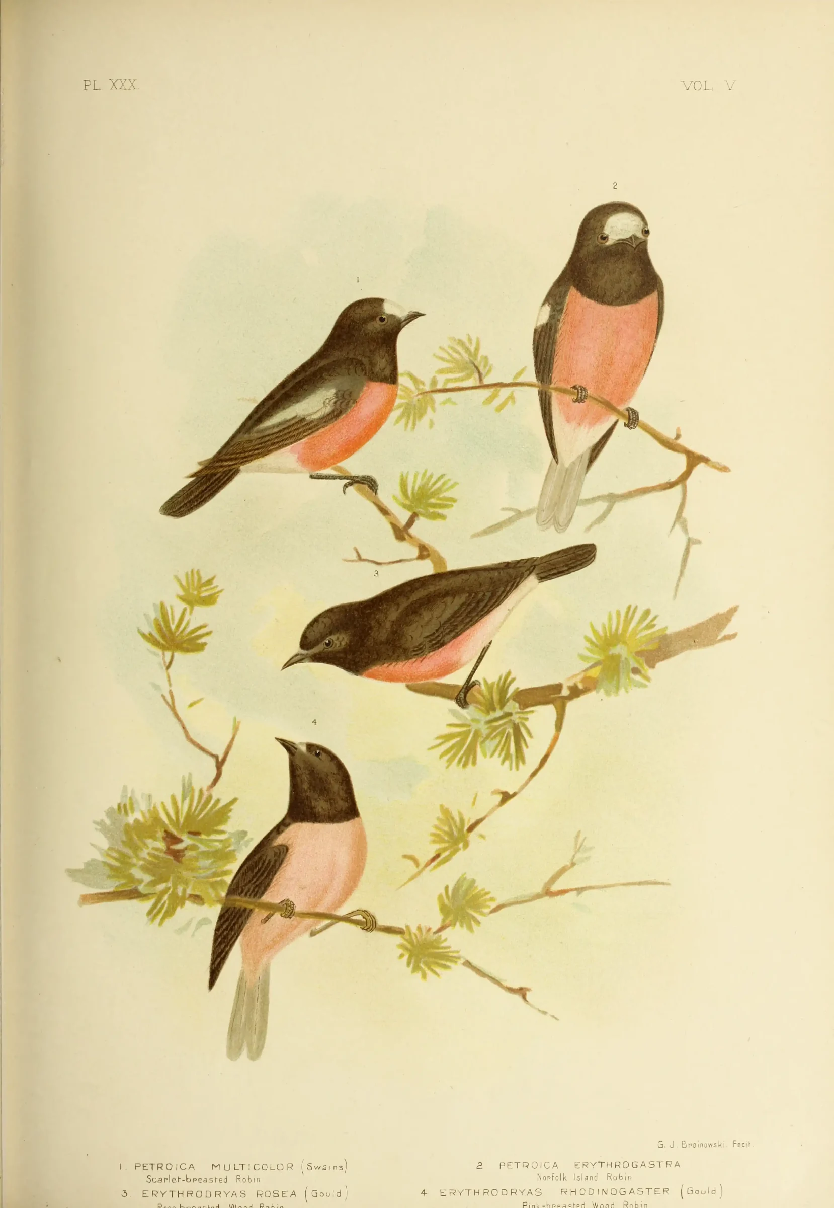 Historical bird plate: Flame Robin