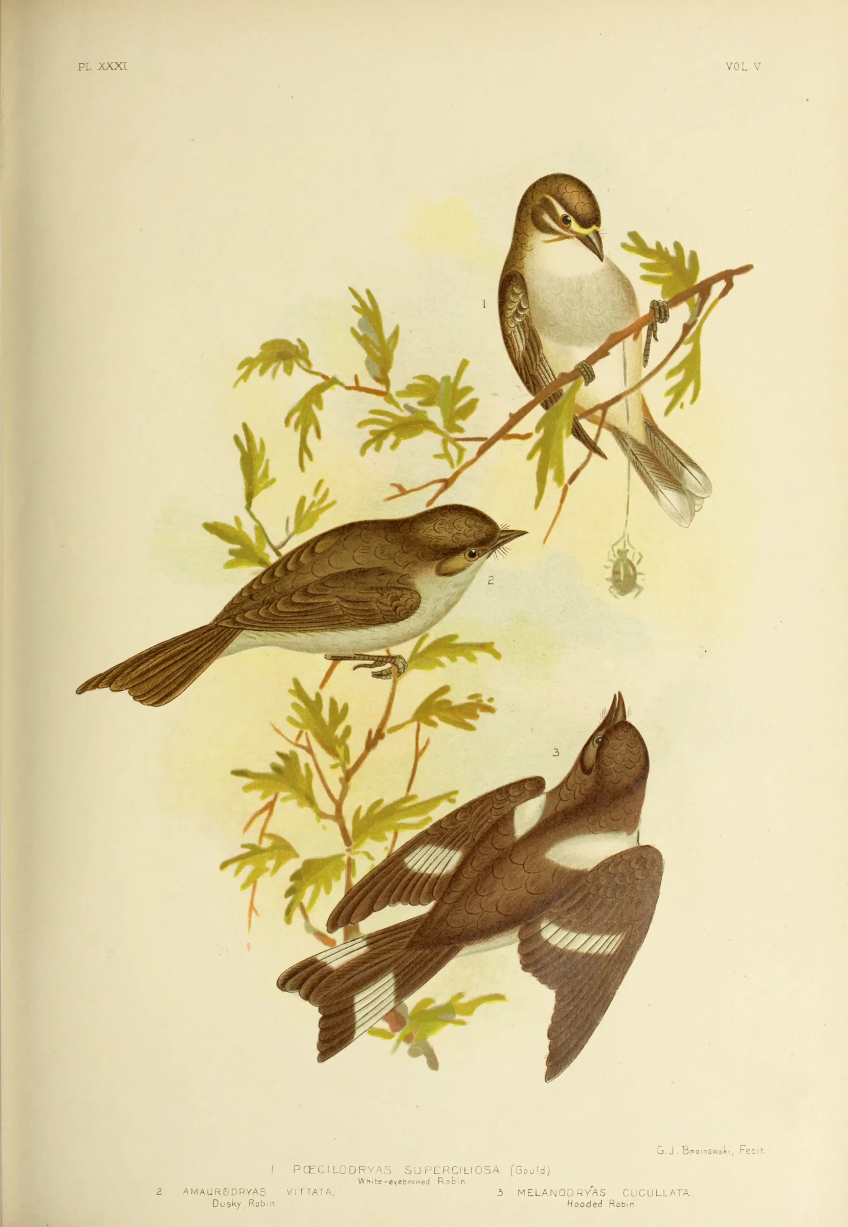 Historical bird plate: Dusky Robin