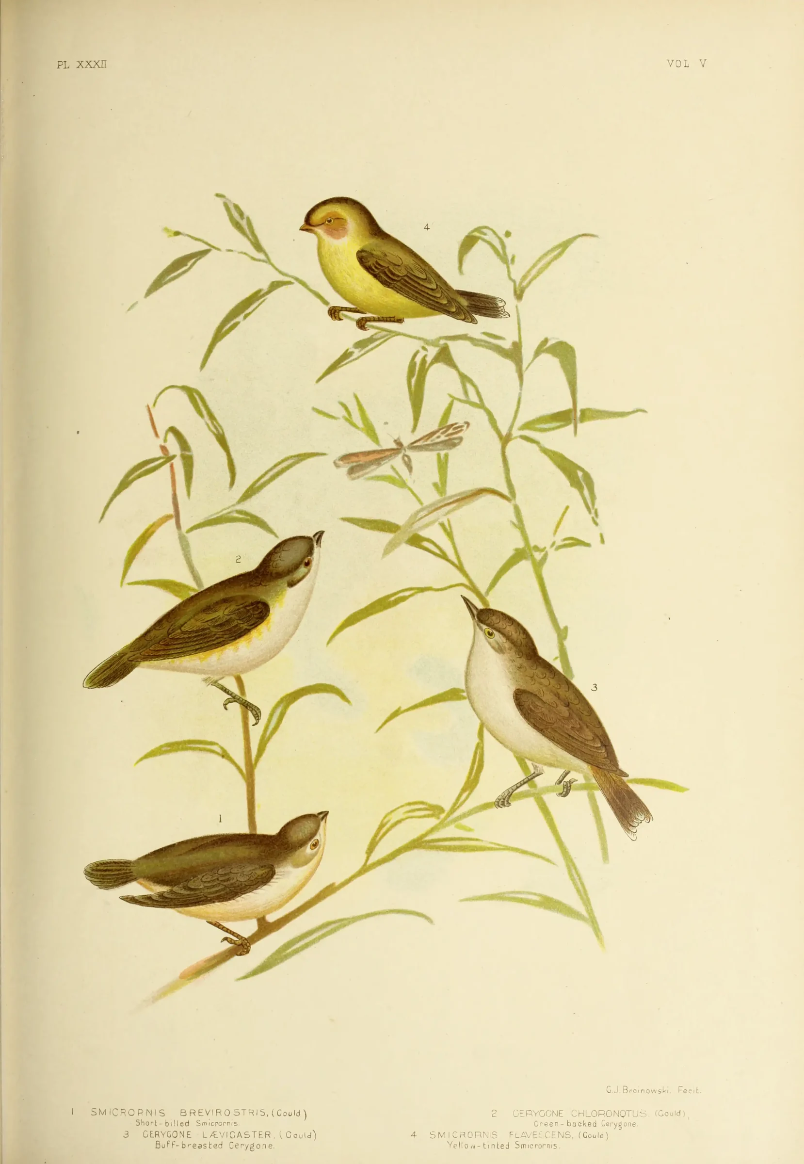 Historical bird plate: Green-backed Gerygone