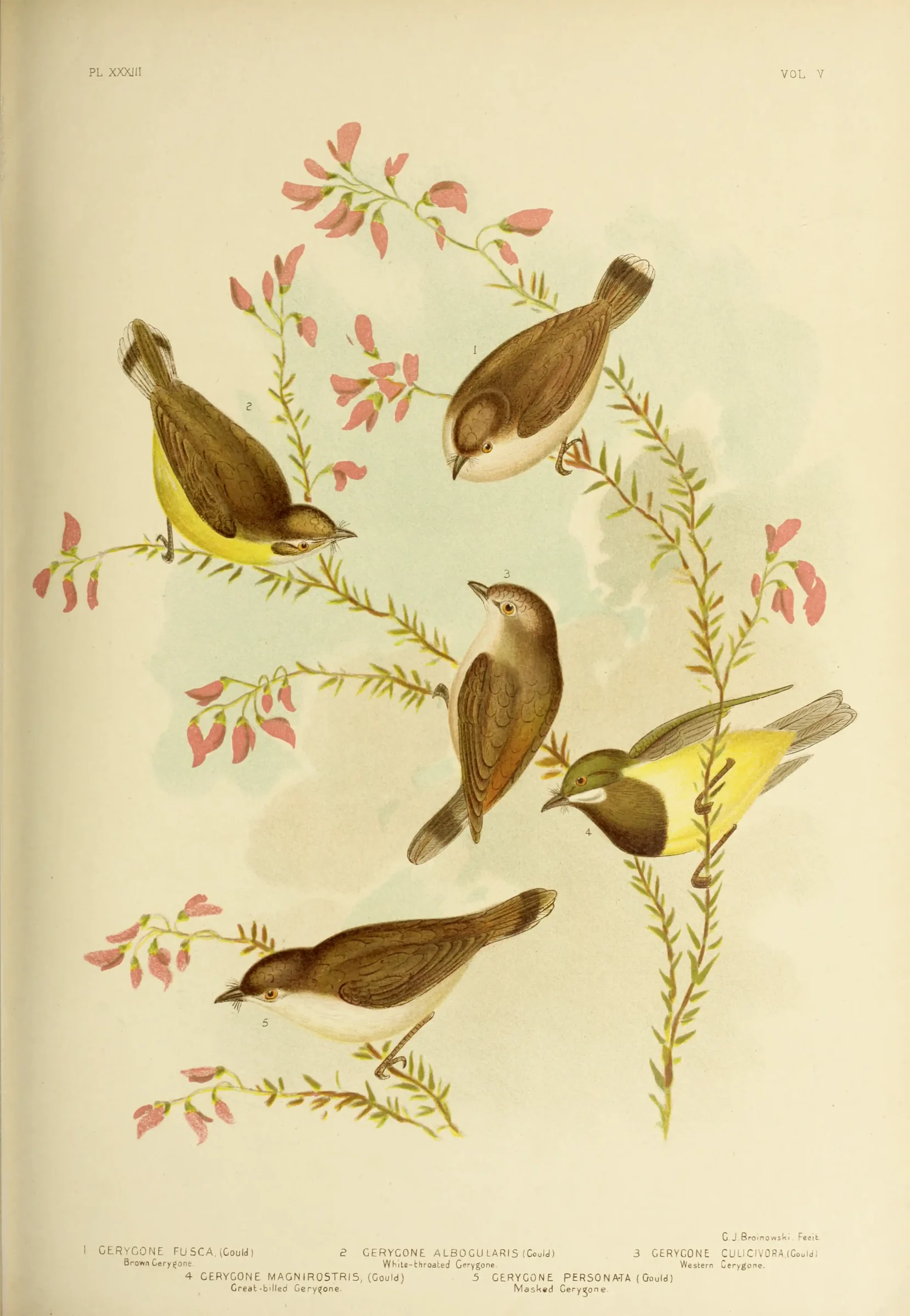 Historical bird plate: Large-billed Gerygone