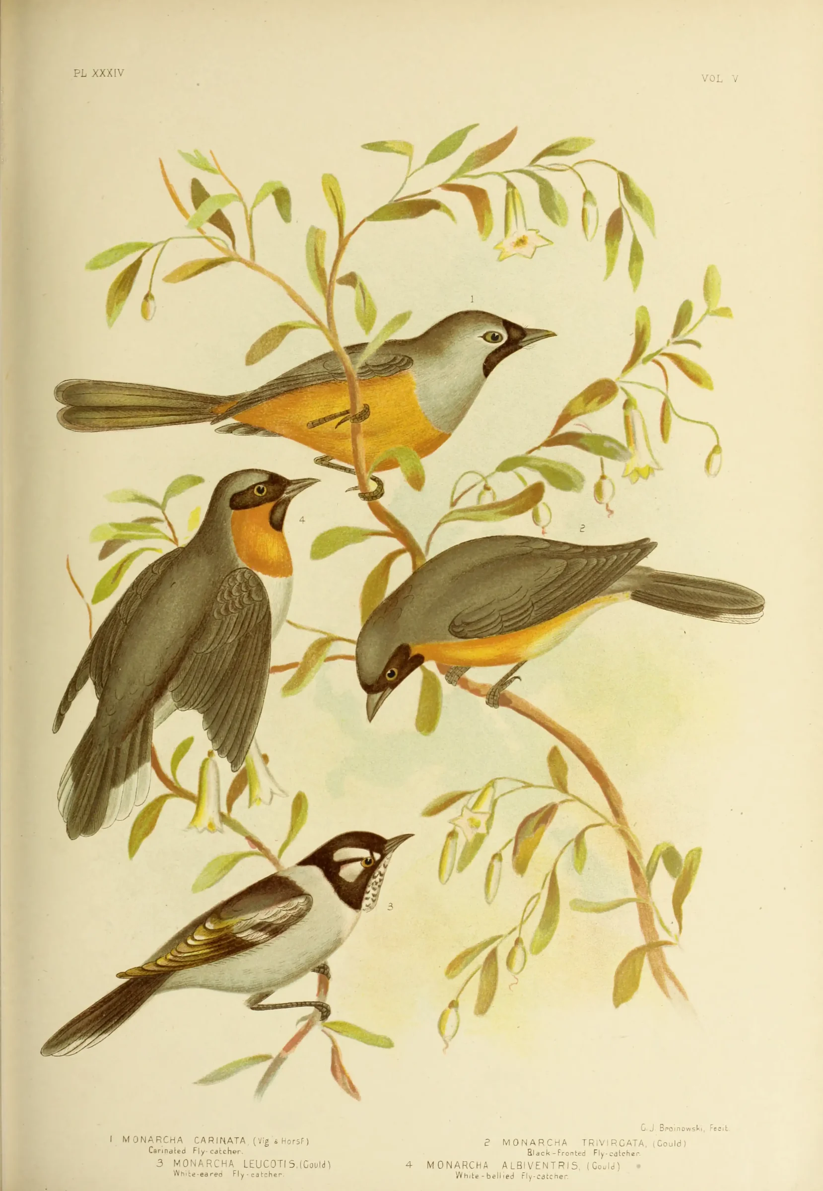 Historical bird plate: Black-faced Monarch
