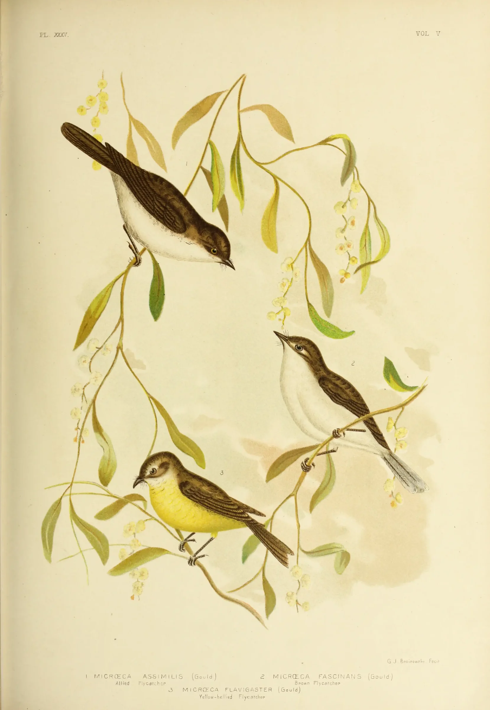 Historical bird plate: Jacky Winter