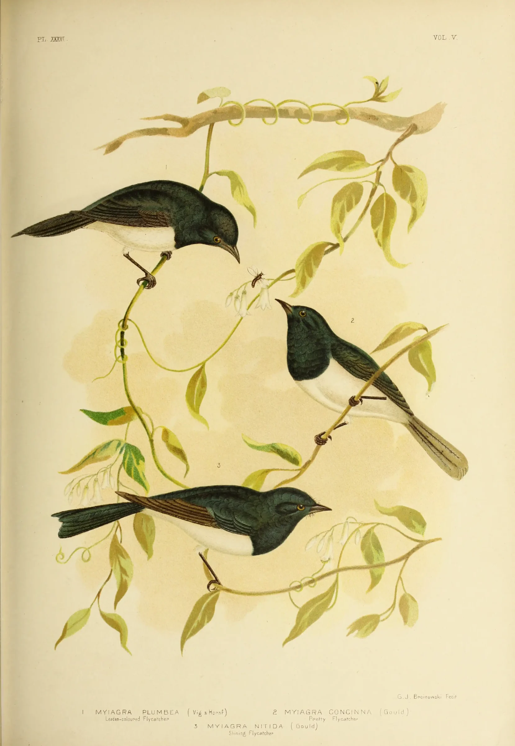 Historical bird plate: Leaden Flycatcher