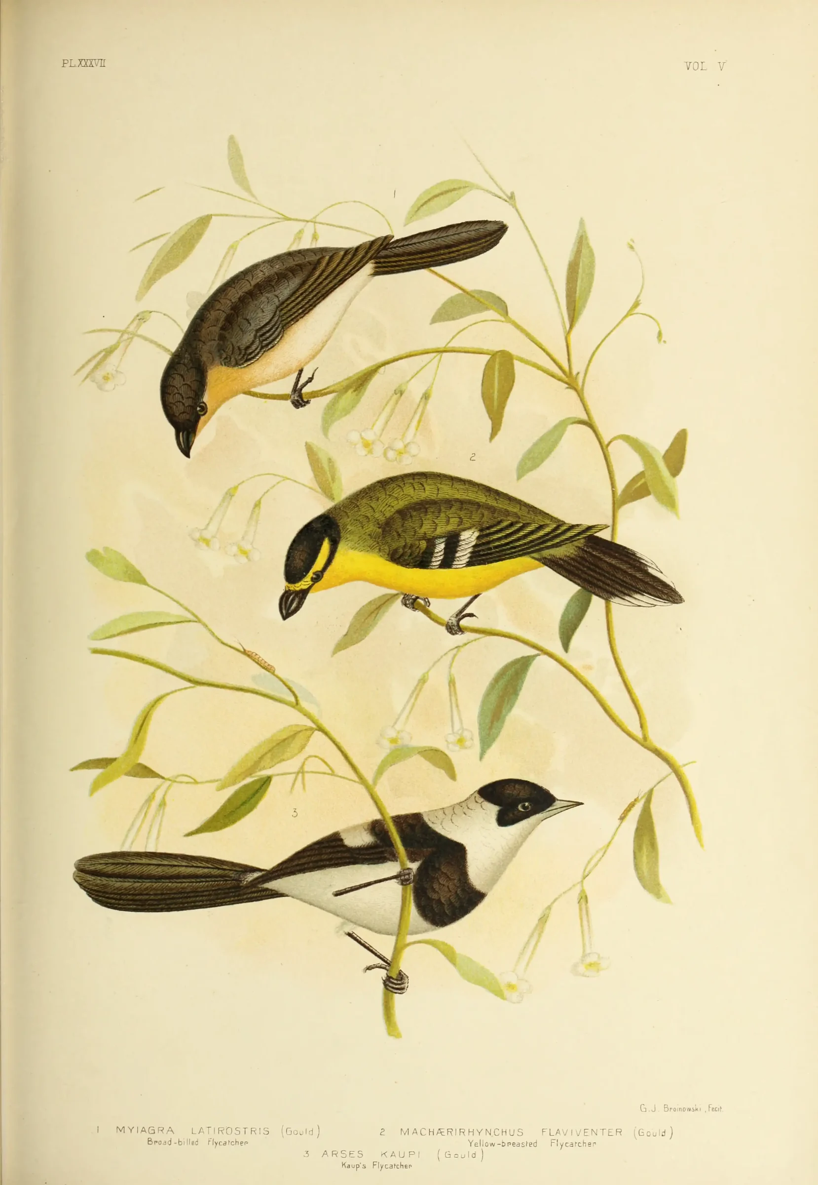 Historical bird plate: Broad-billed Flycatcher