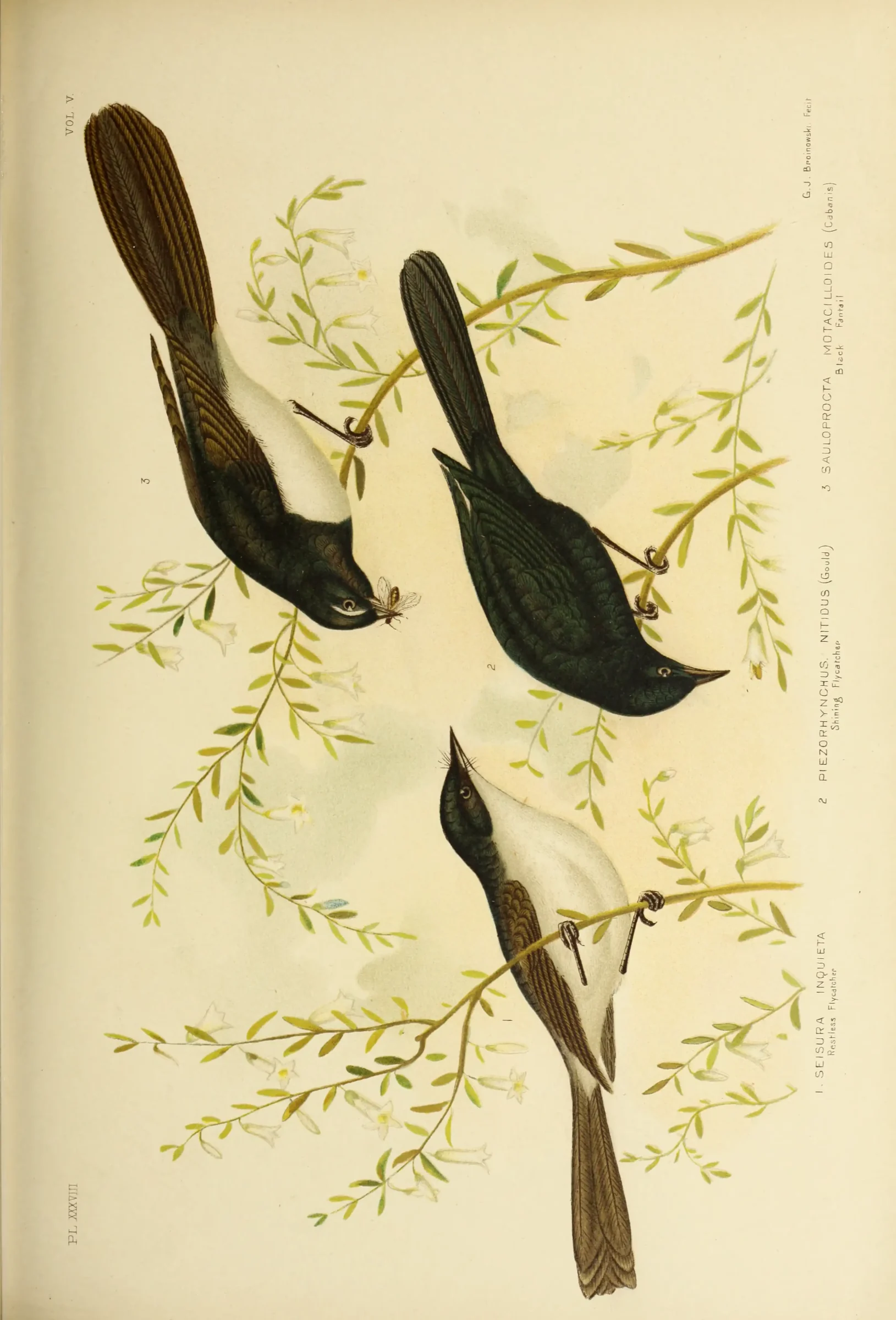 Historical bird plate: Restless Flycatcher