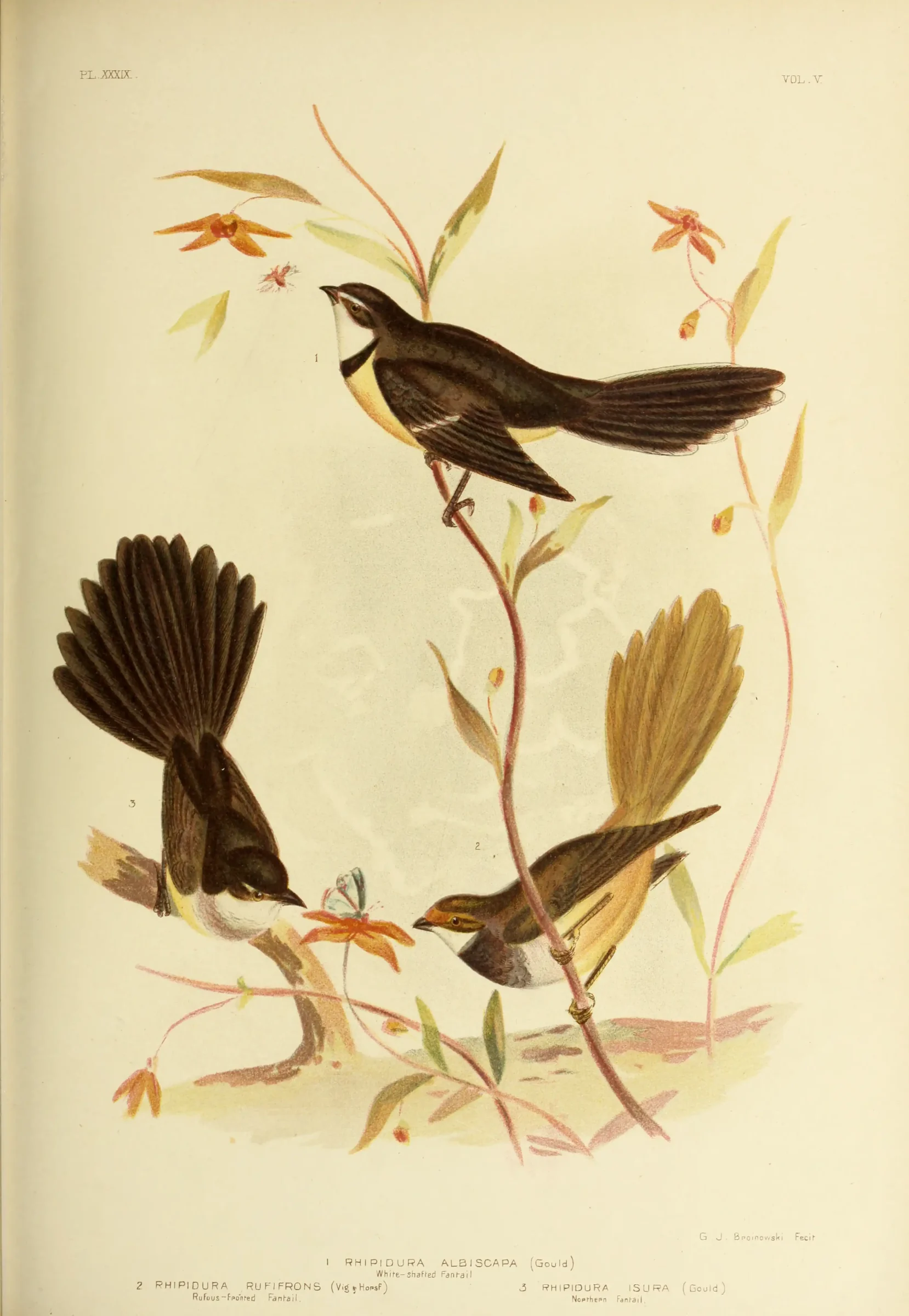 Historical bird plate: Grey Fantail