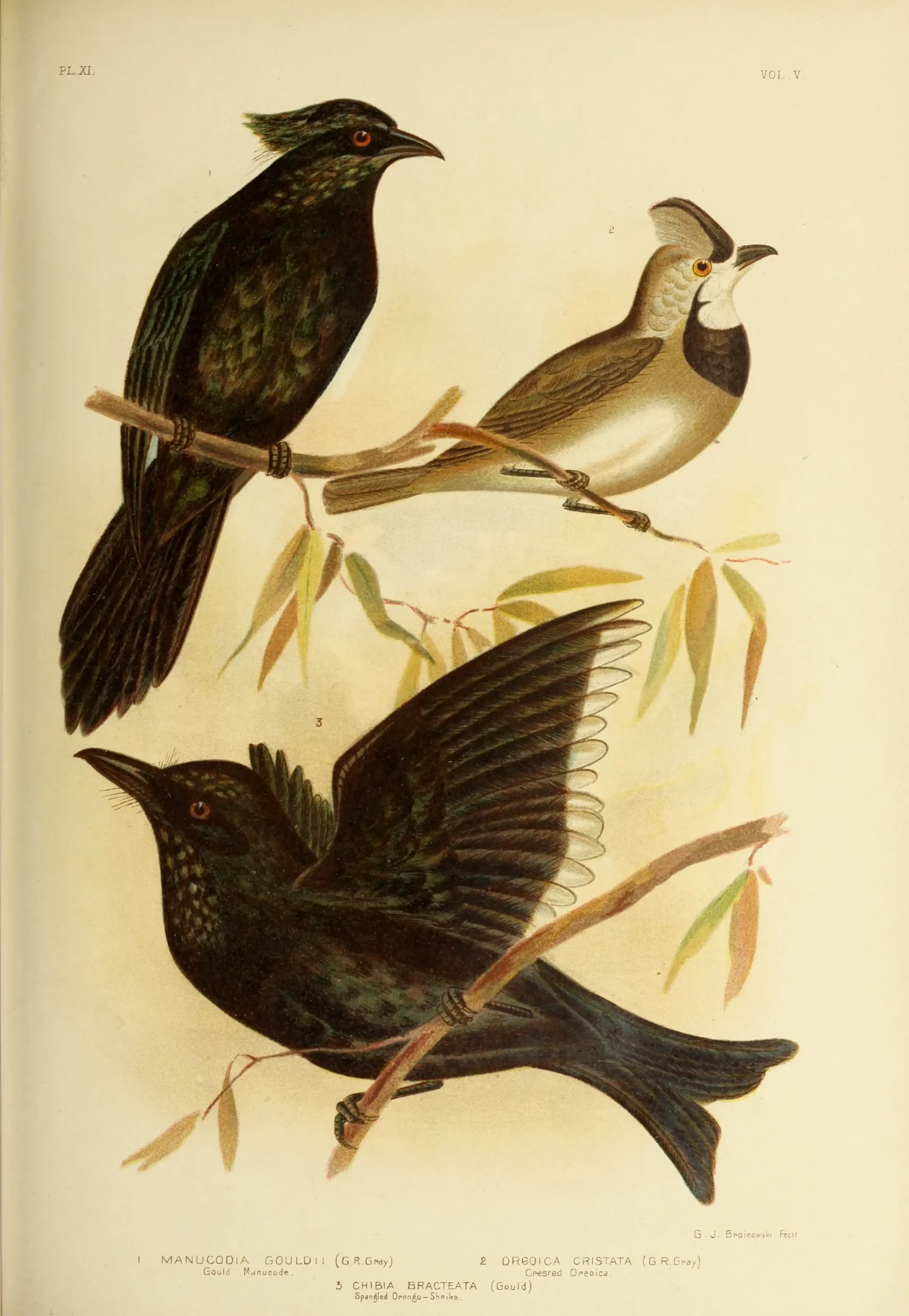 Historical bird plate: Crested Bellbird