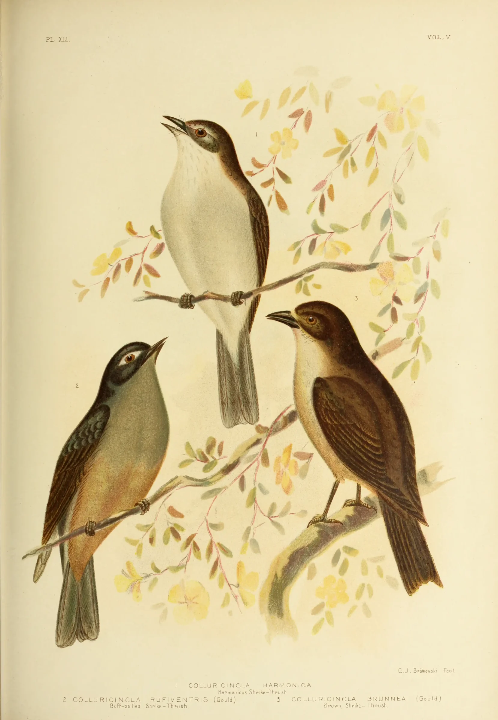 Historical bird plate: Grey Shrike-thrush
