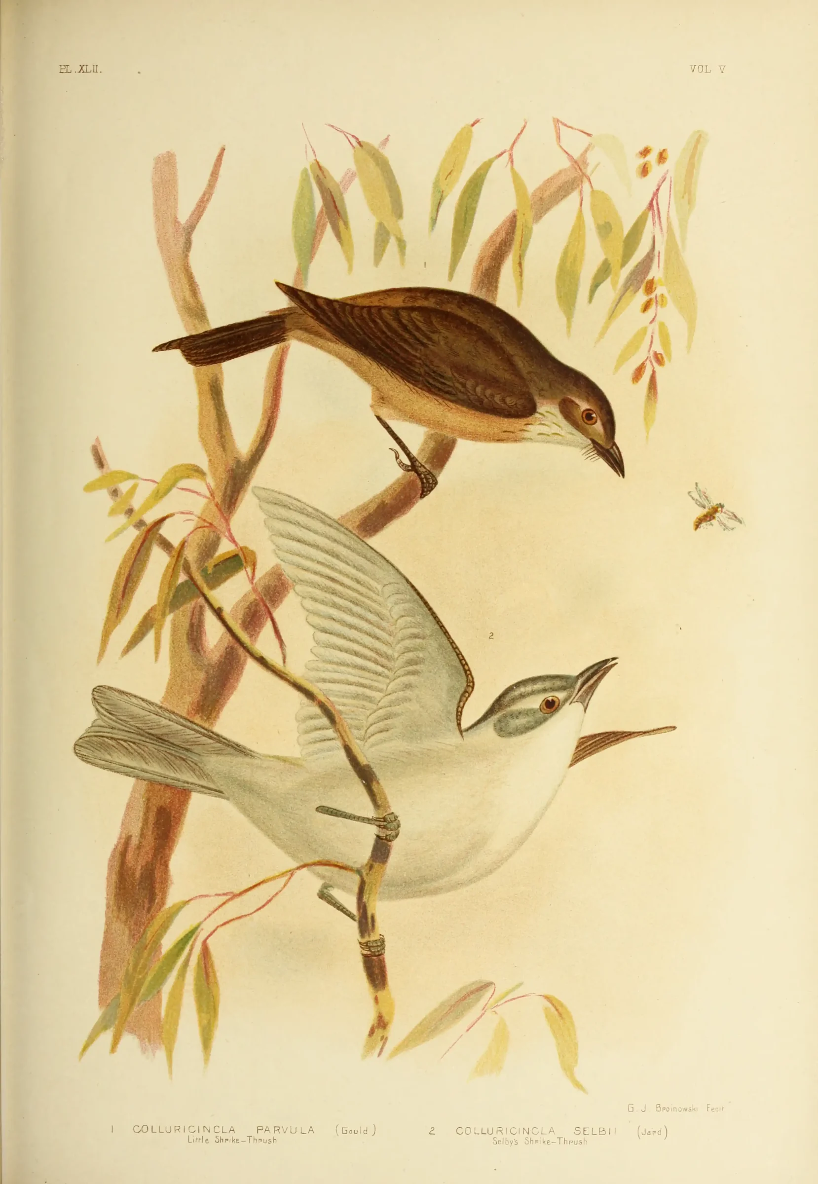 Historical bird plate: Grey Shrikethrush