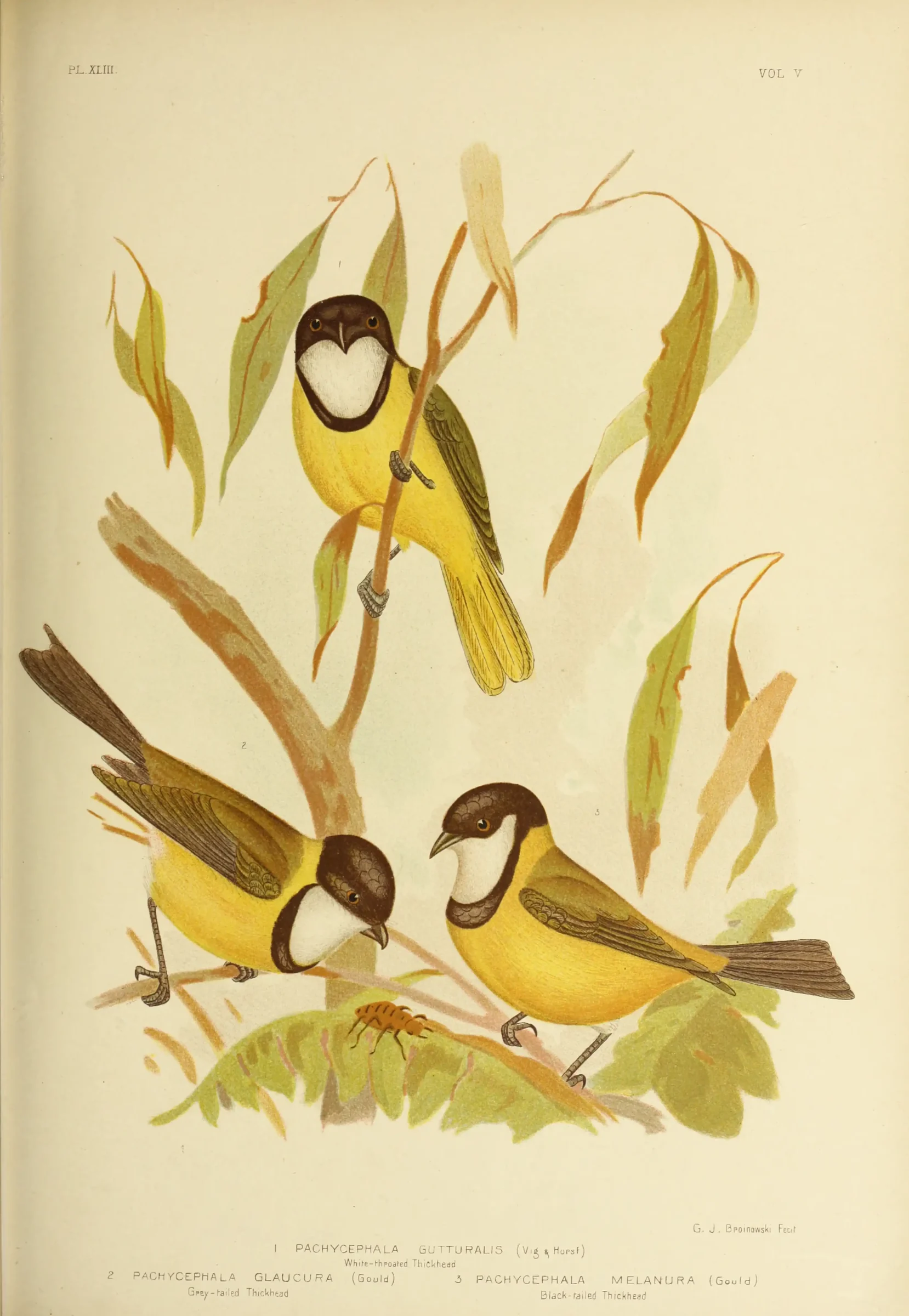 Historical bird plate: Australian Golden Whistler