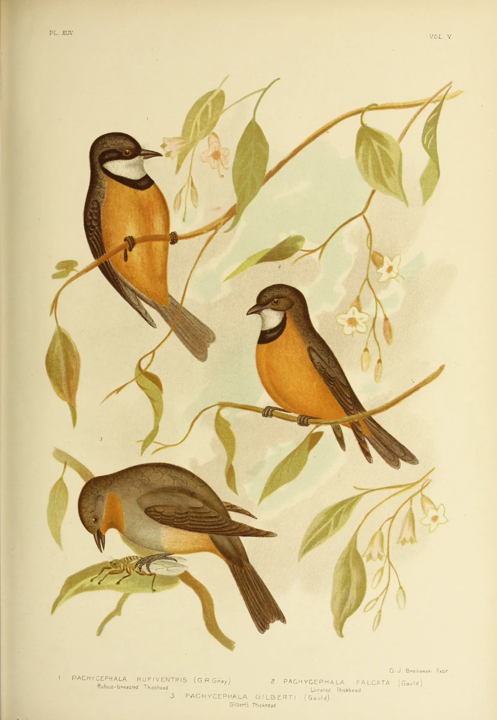 Historical bird plate: Gilbert's Whistler