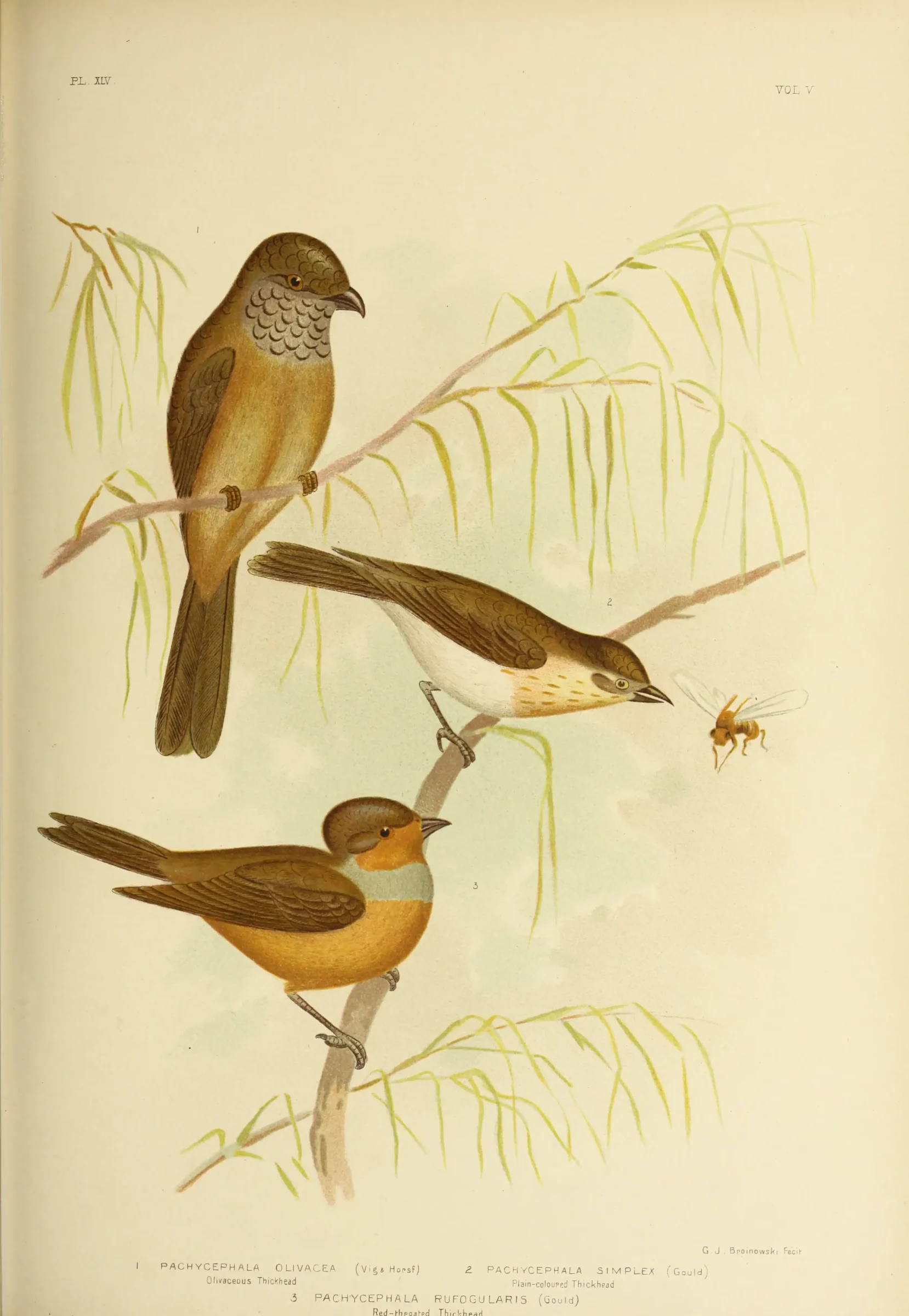 Historical bird plate: Grey Whistler