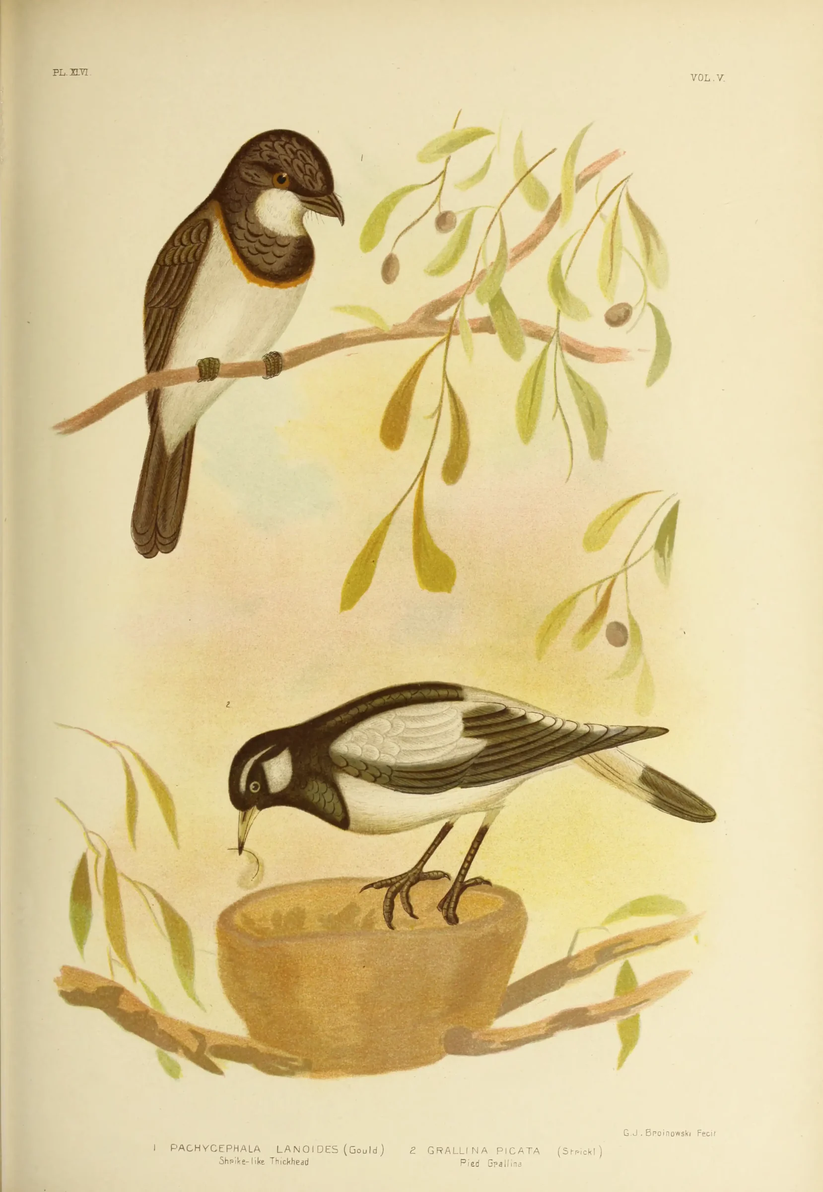 Historical bird plate: Magpie-lark