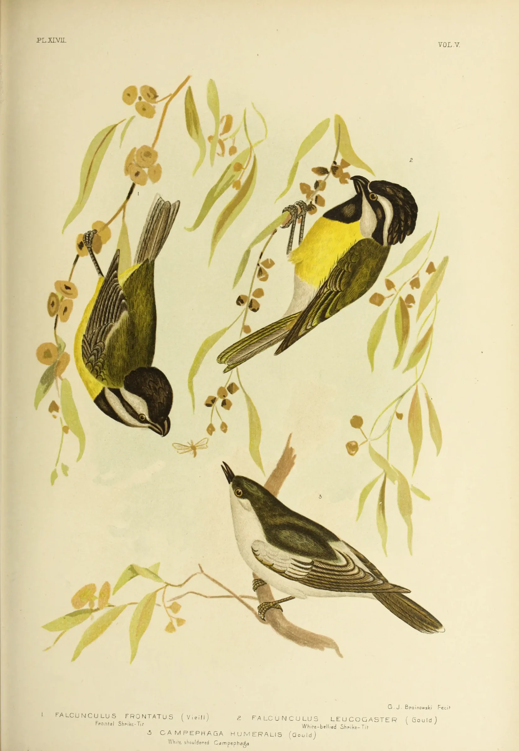 Historical bird plate: Eastern Shriketit
