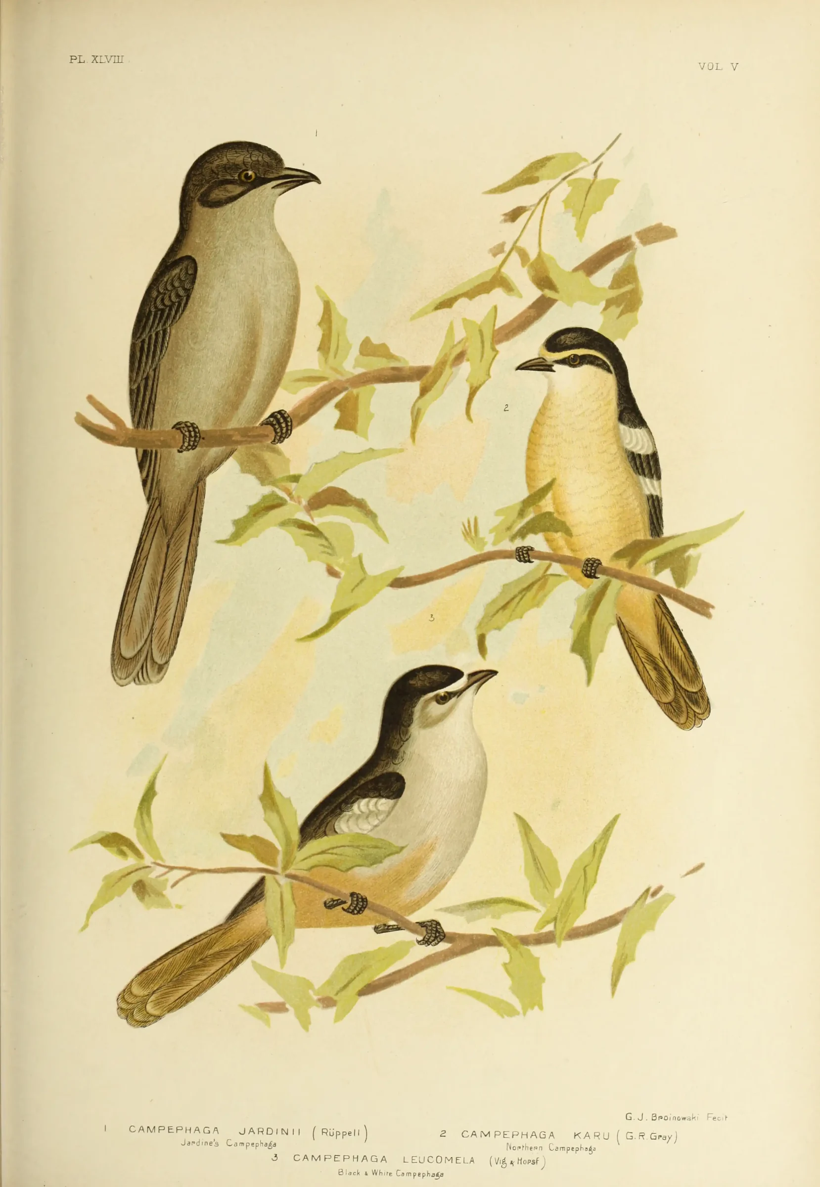 Historical bird plate: Sahul Cicadabird