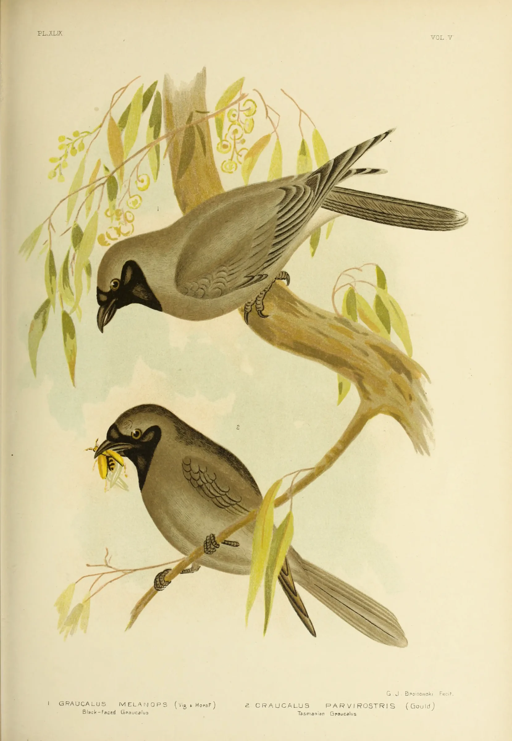 Historical bird plate: Black-faced Cuckooshrike