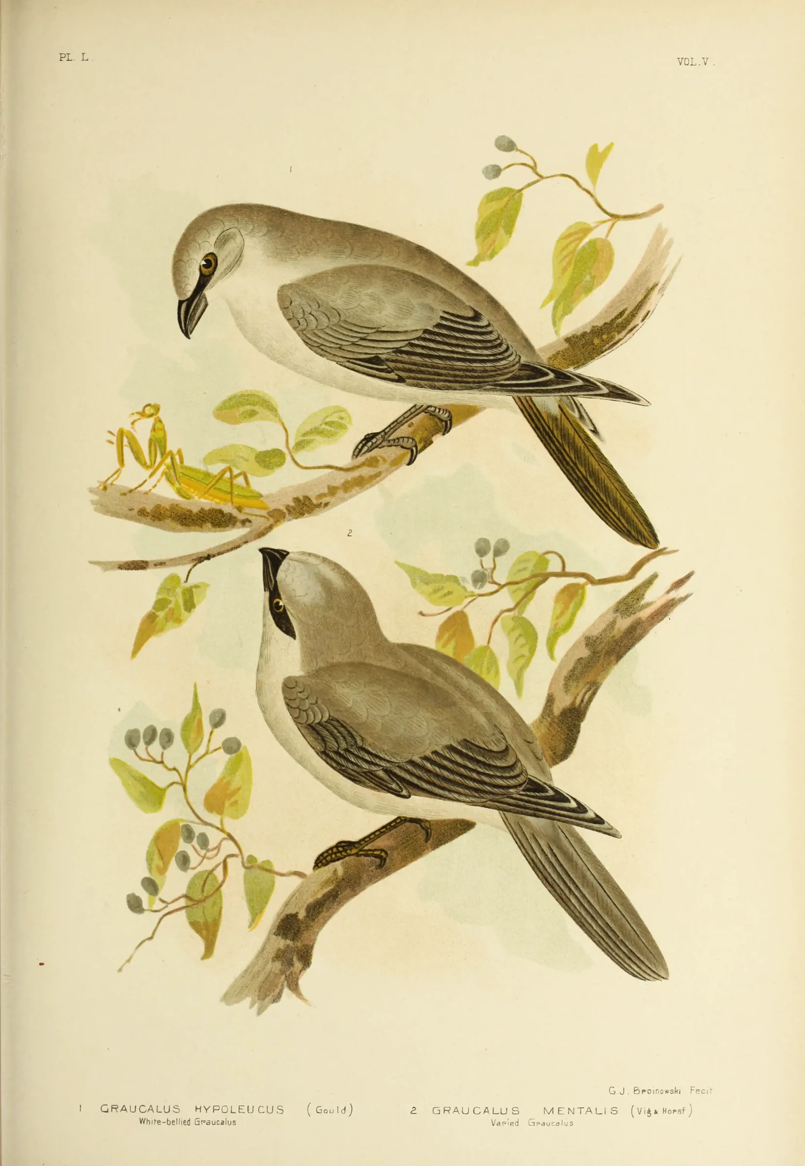 Historical bird plate: White-bellied Cuckoo-shrike